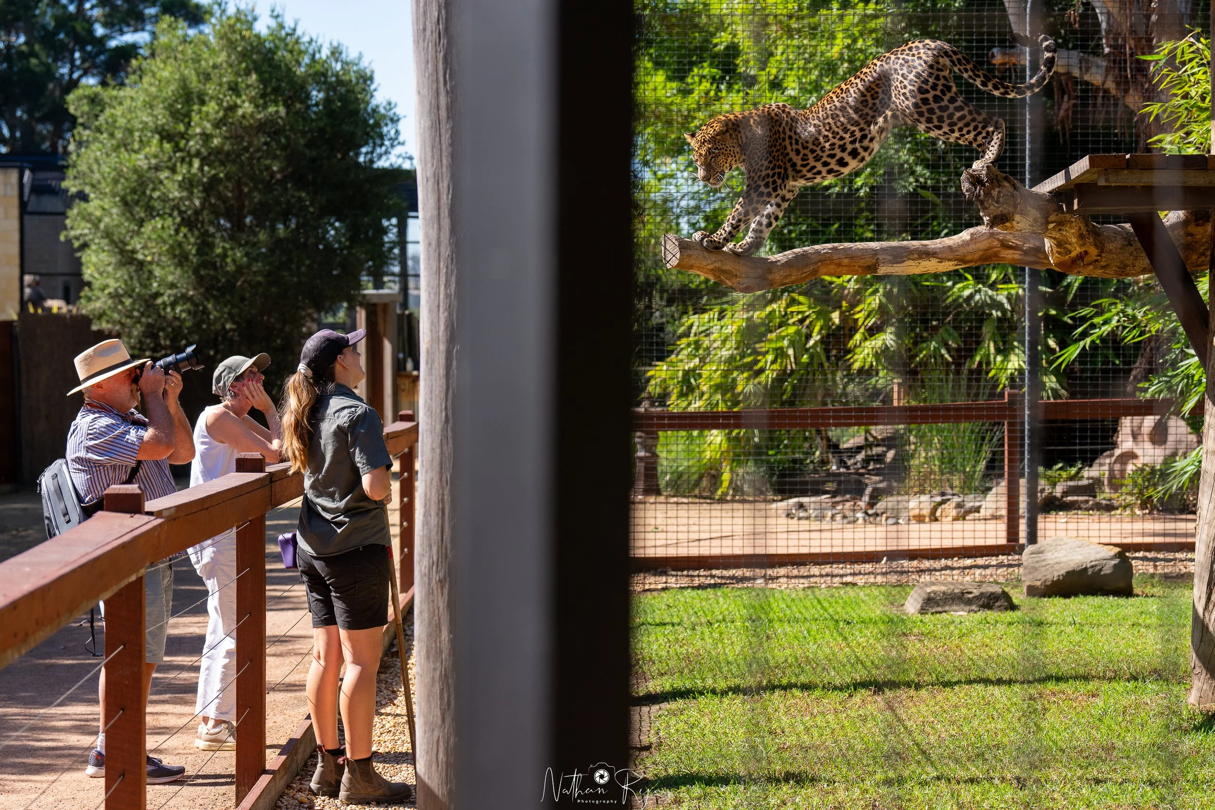 Phoenix the Sri Lankan Leopard at ZAMBI Wildlife Retreat