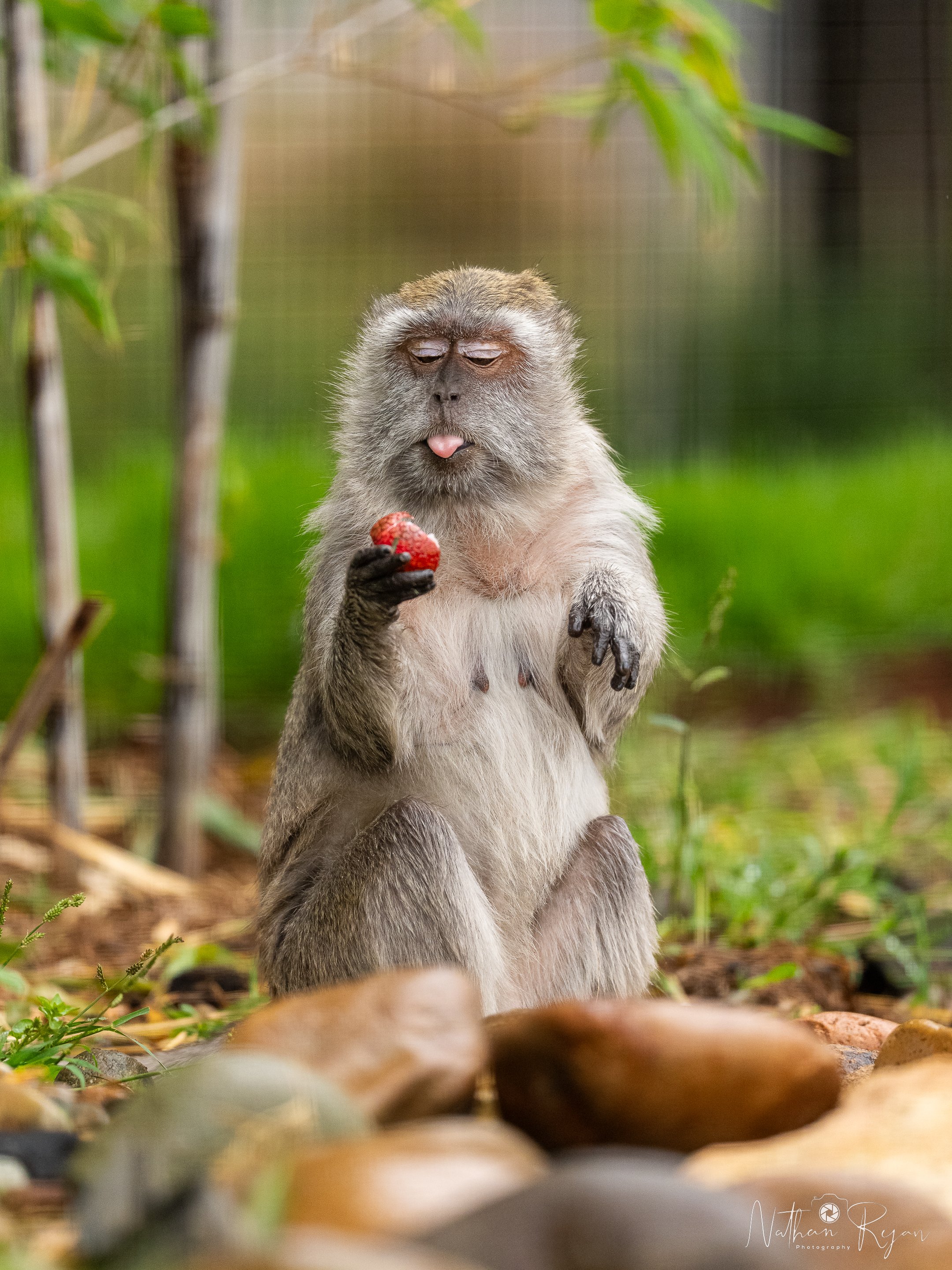 Long‑Tailed Macaque observing surroundings at ZAMBI Wildlife Retreat