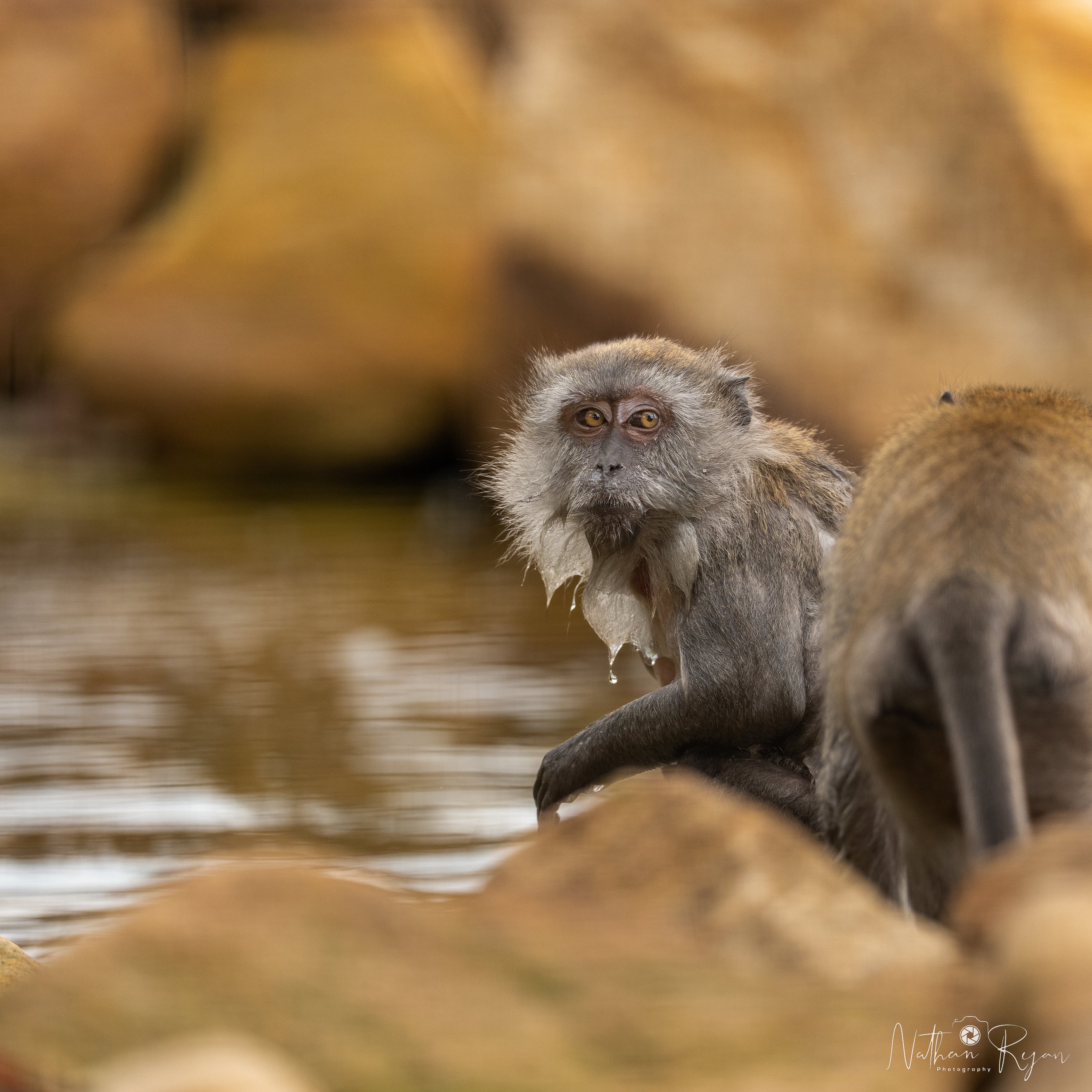 Long‑Tailed Macaque observing surroundings at ZAMBI Wildlife Retreat