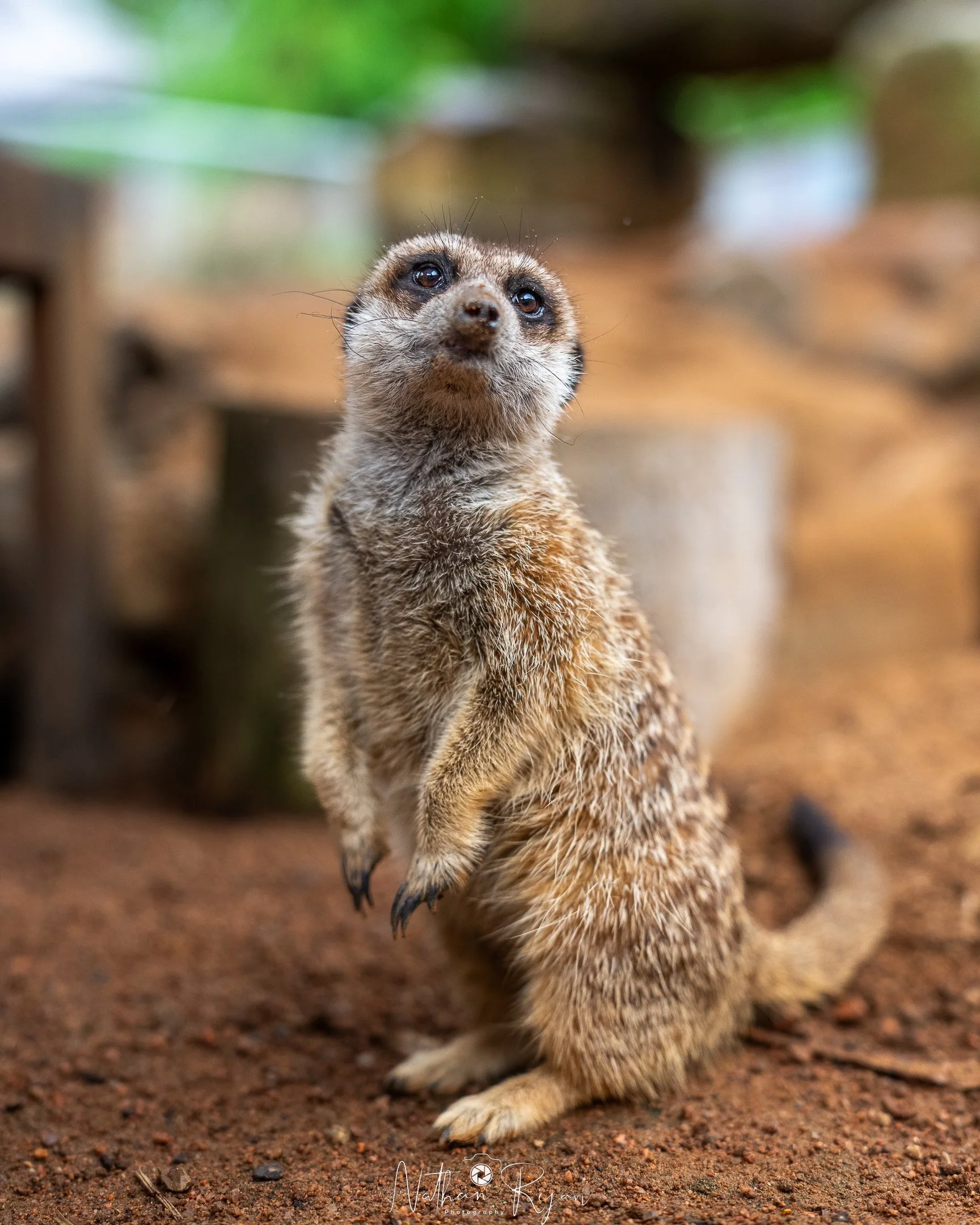 Close-up of a standing meerkat on dirt ground, with blurred background of greenery and wooden structures at zambi wildlife retreat