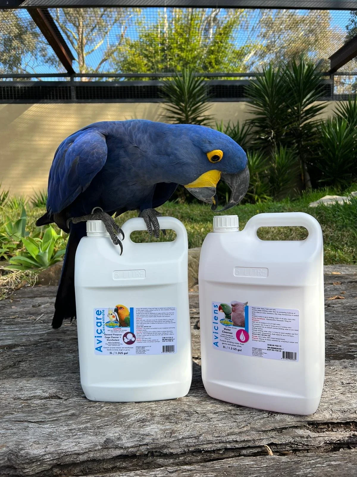 A blue and yellow macaw perched on a white water disinfectant container outside, with another similar container beside it. In the background, there is greenery and a garden area.