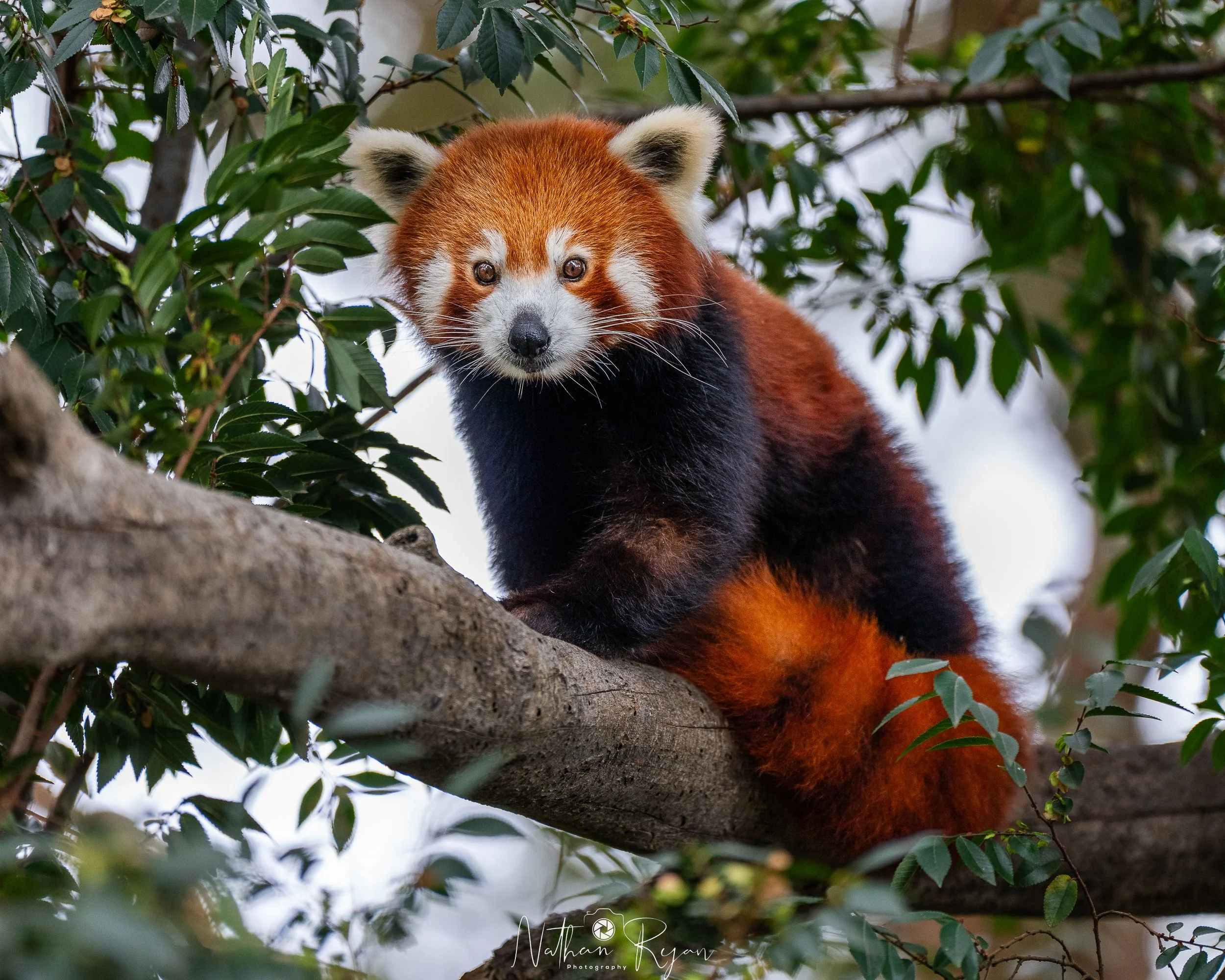 Red panda sitting on a tree branch at Zambi Wildlife retreat