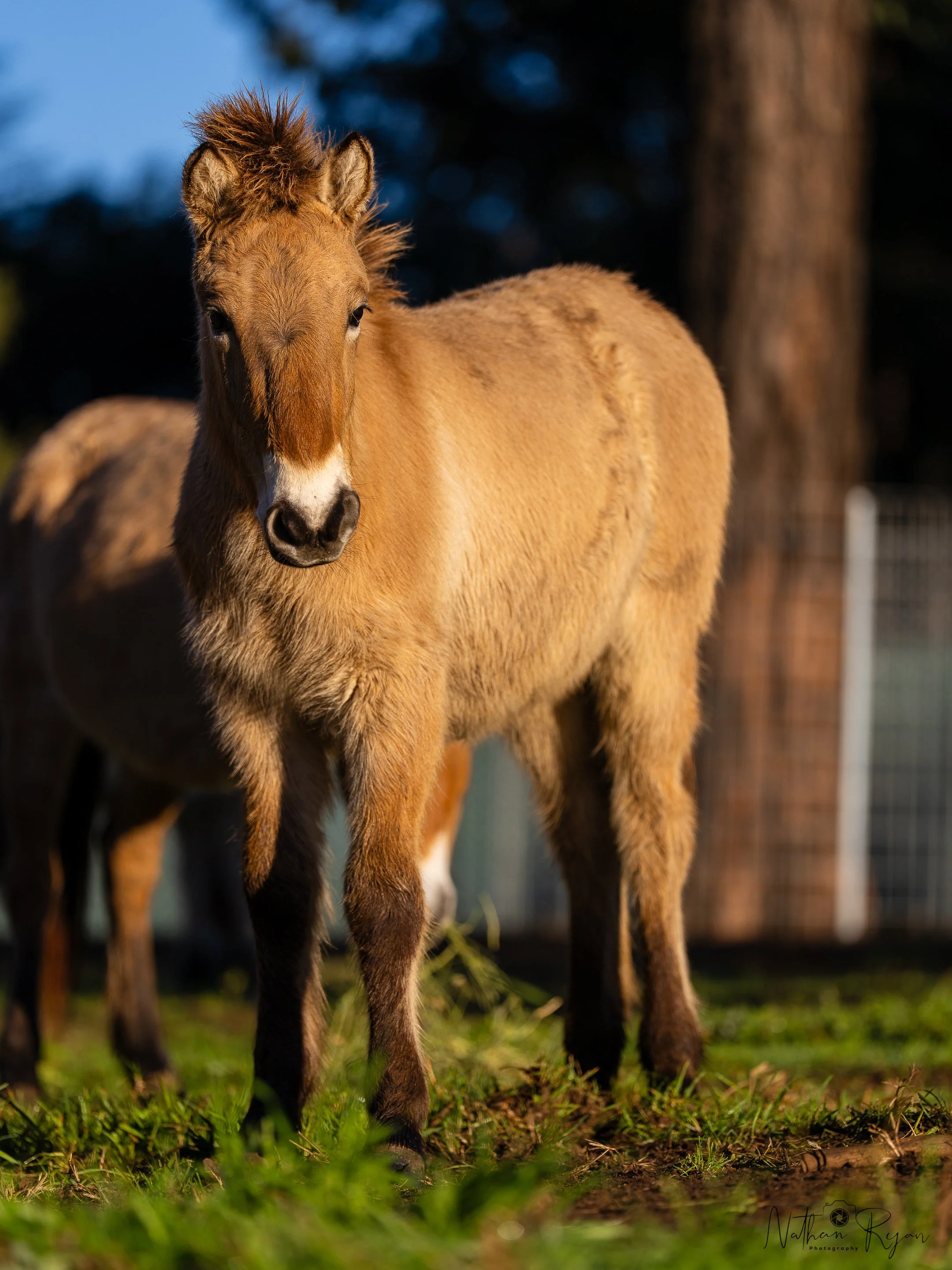 Przewalski’s horse mare in conservation program