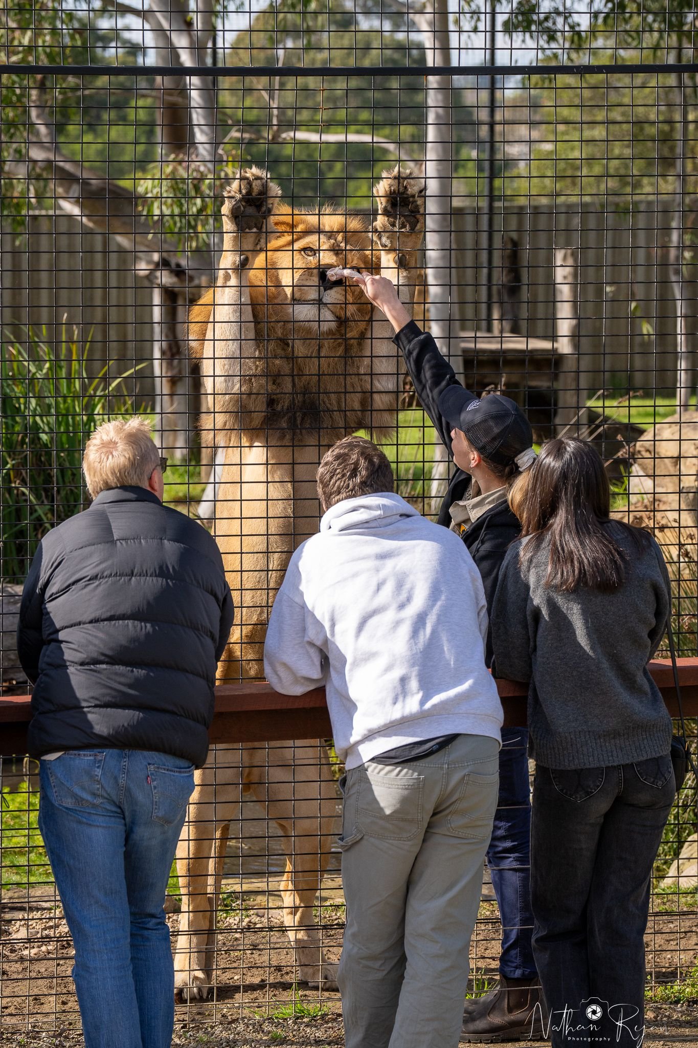 Lion at ZAMBI Wildlife Retreat Sydney