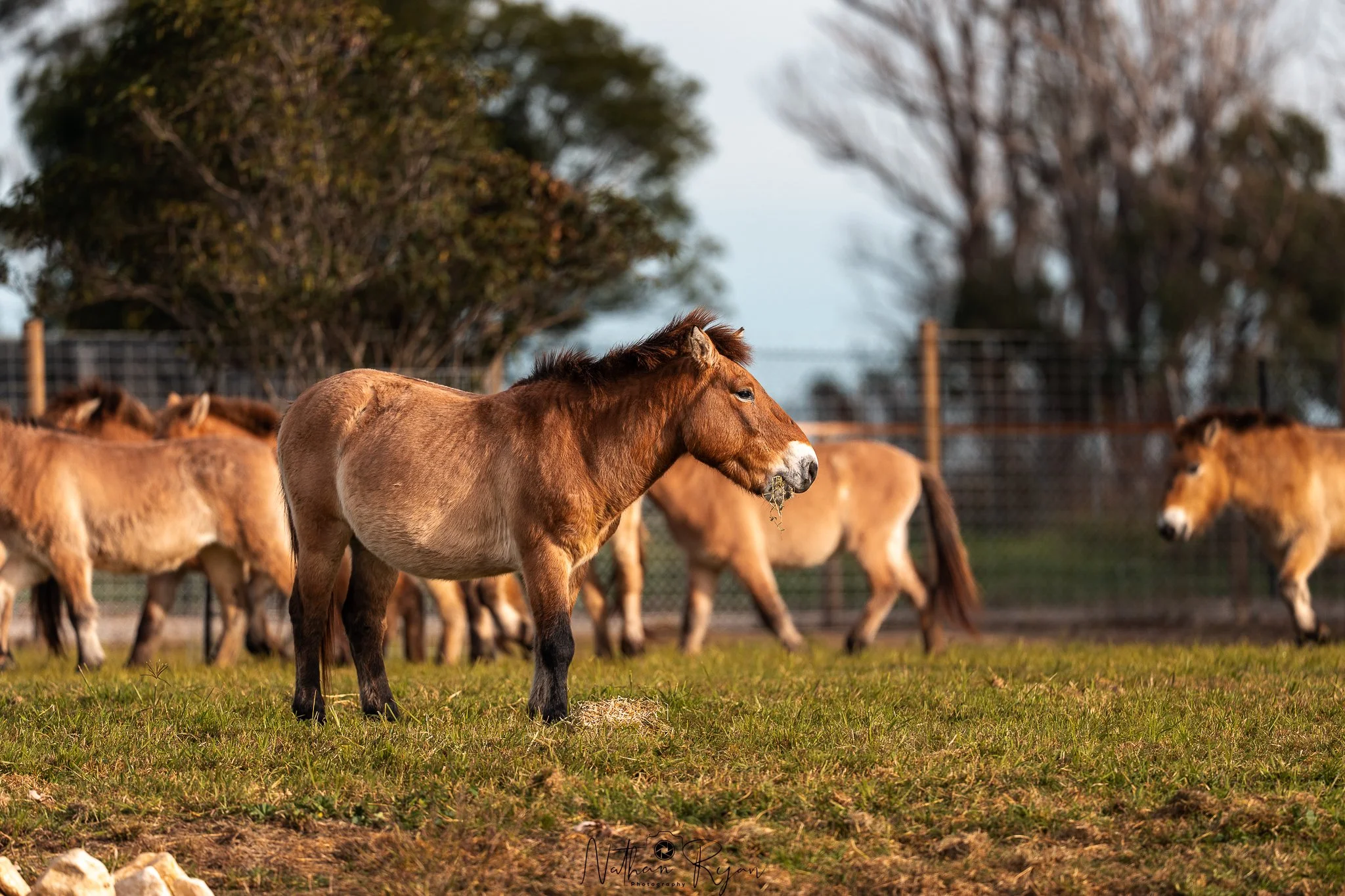 Przewalski’s horse conservation project at ZAMBI Wildlife Retreat