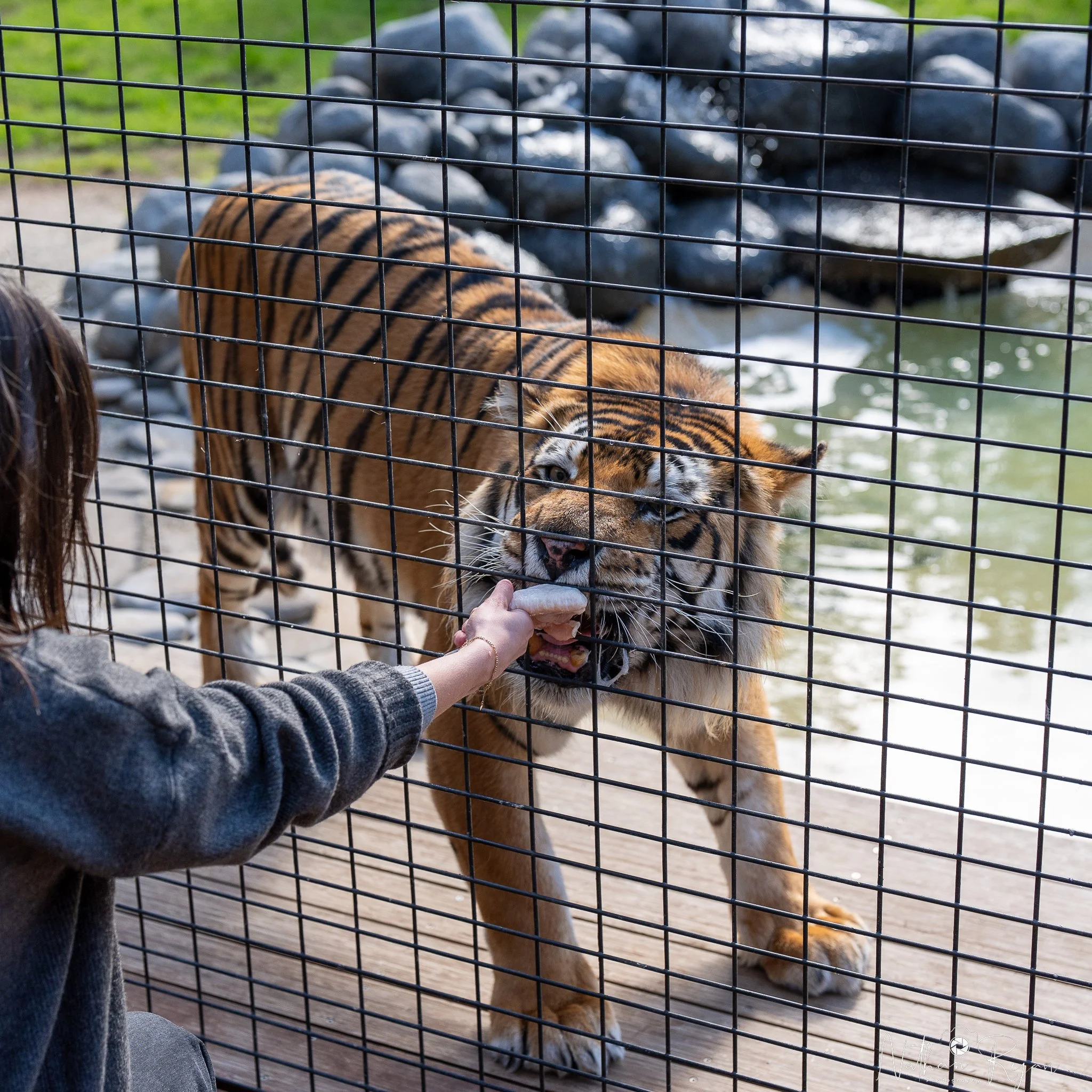 Tiger hand feed as part of the "big cats experience"