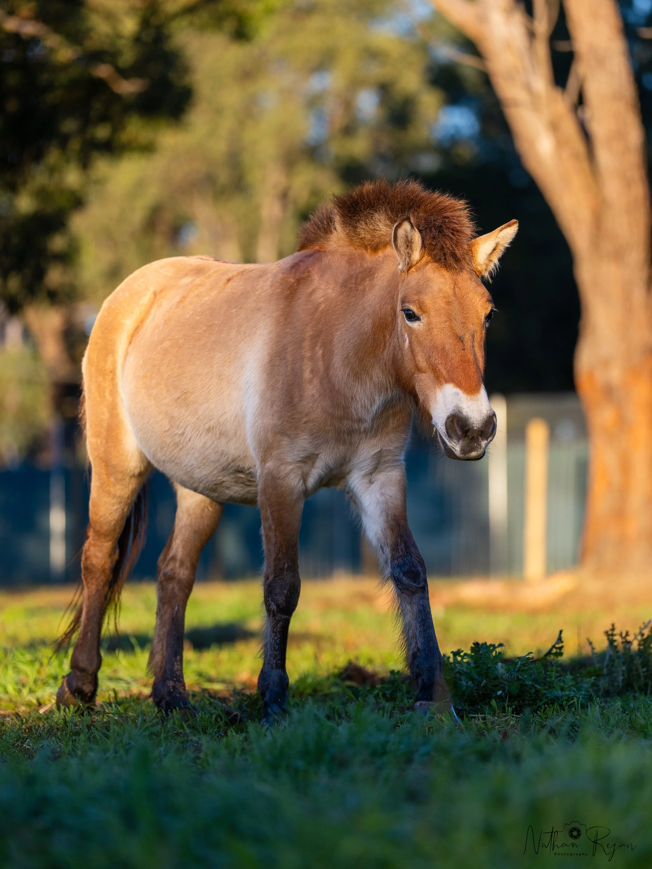 Przewalski’s horse gelding in conservation program