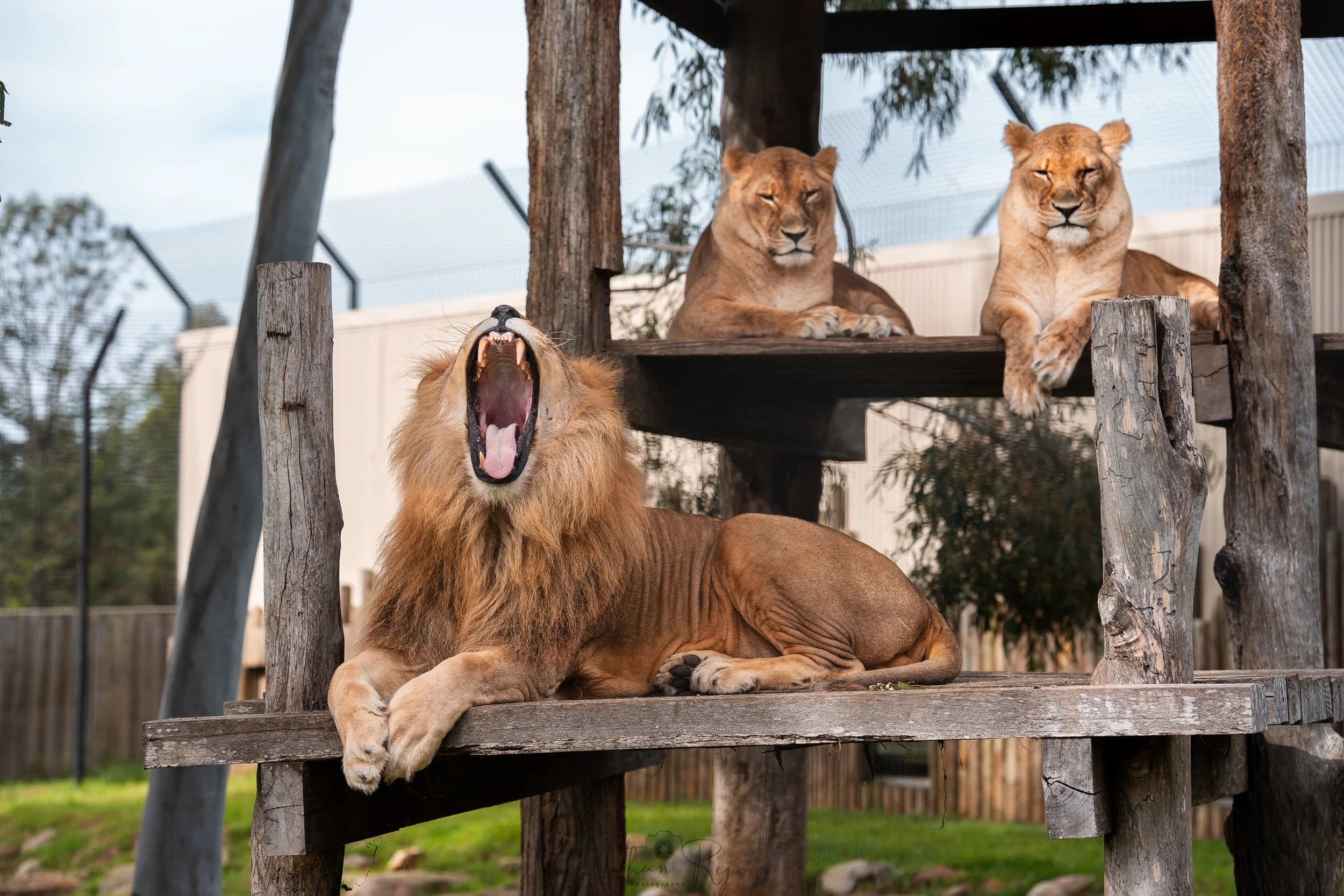 Lion at ZAMBI Wildlife Retreat Sydney