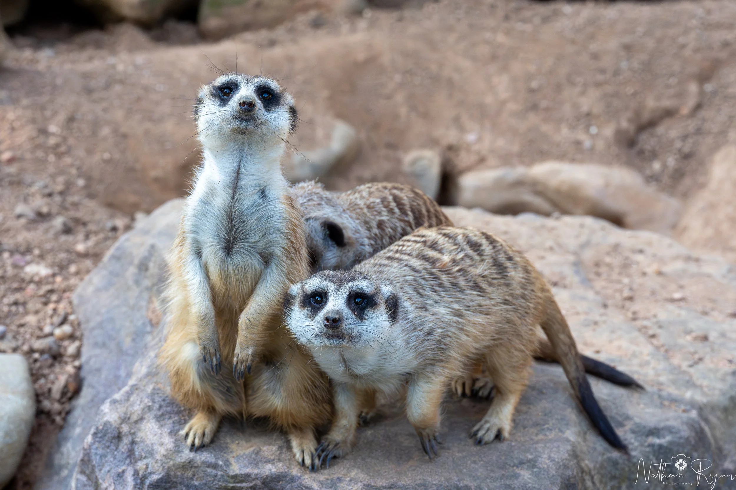 Meerkat on sentry duty at ZAMBI