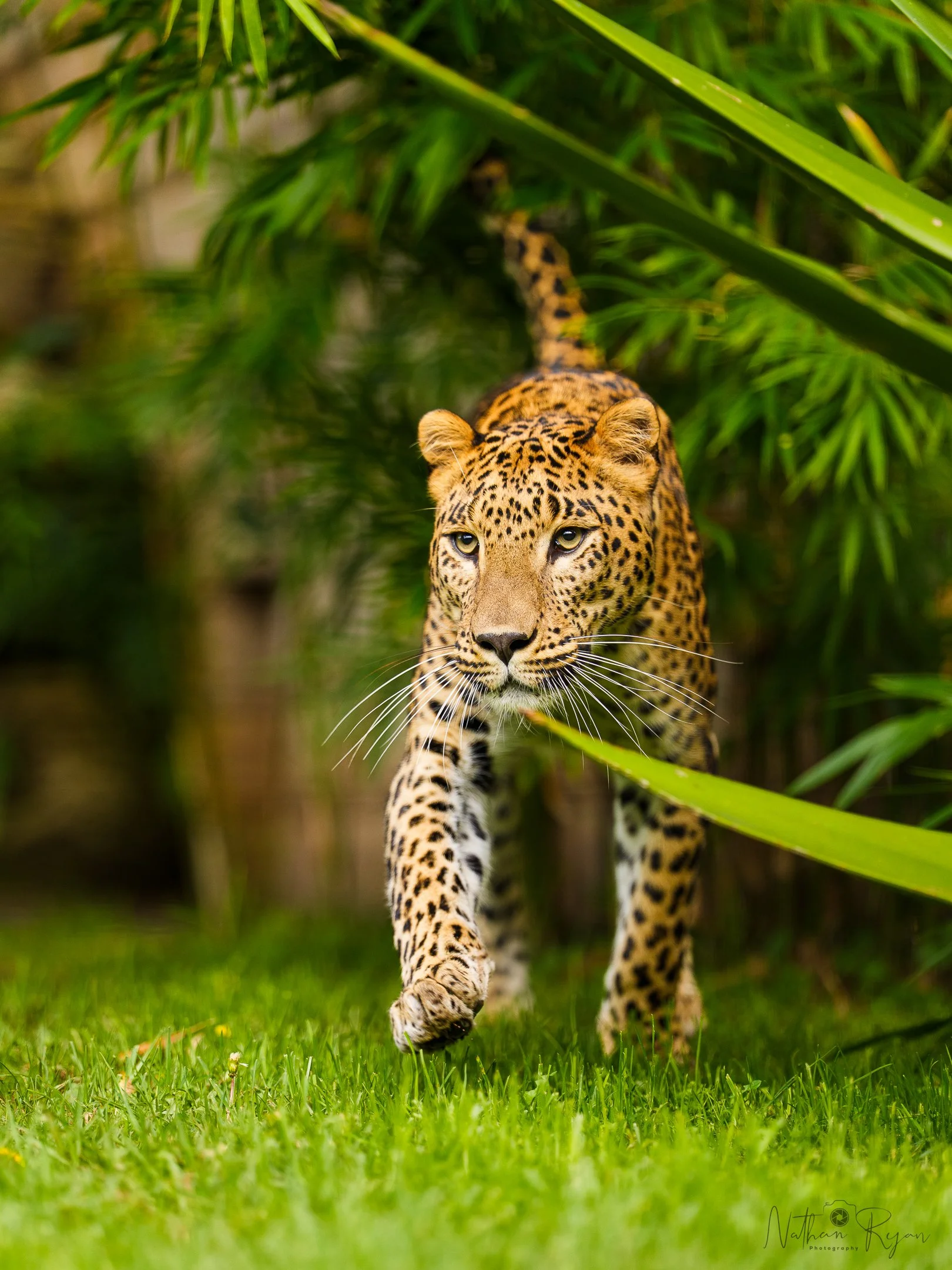 Sri Lankan leopard Phoenix resting on platform