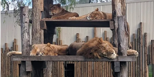 Lion resting in naturalistic habitat at ZAMBI Wildlife Retreat
