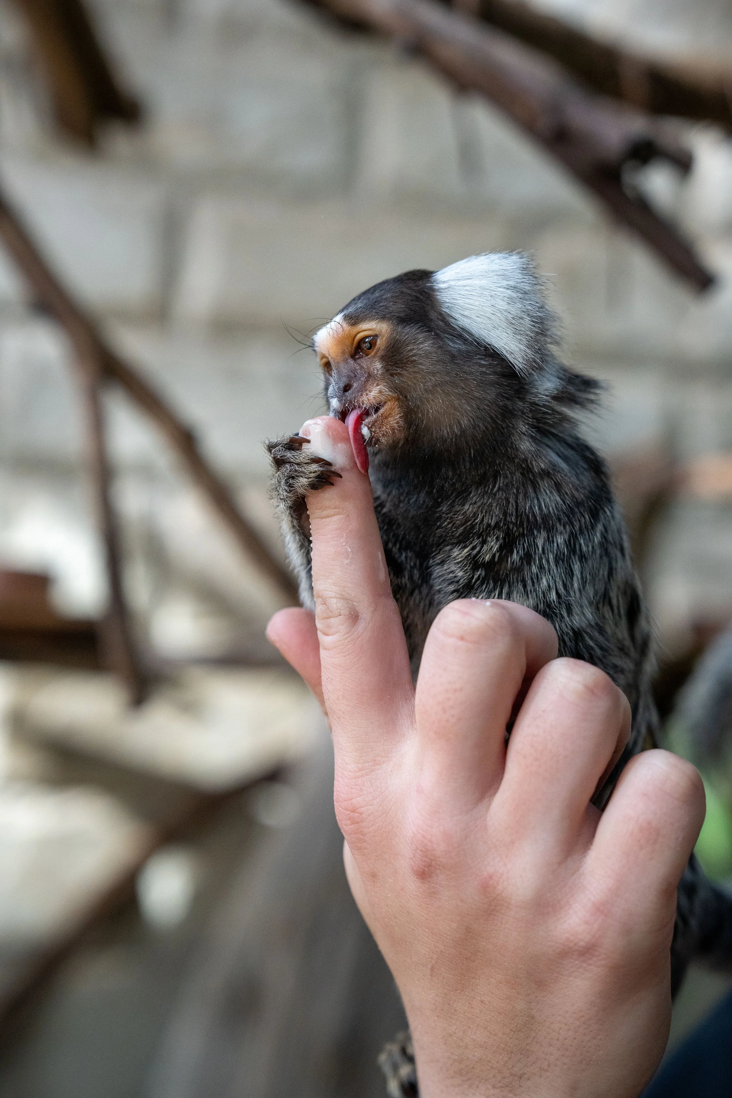 marmoset encounter.jpeg