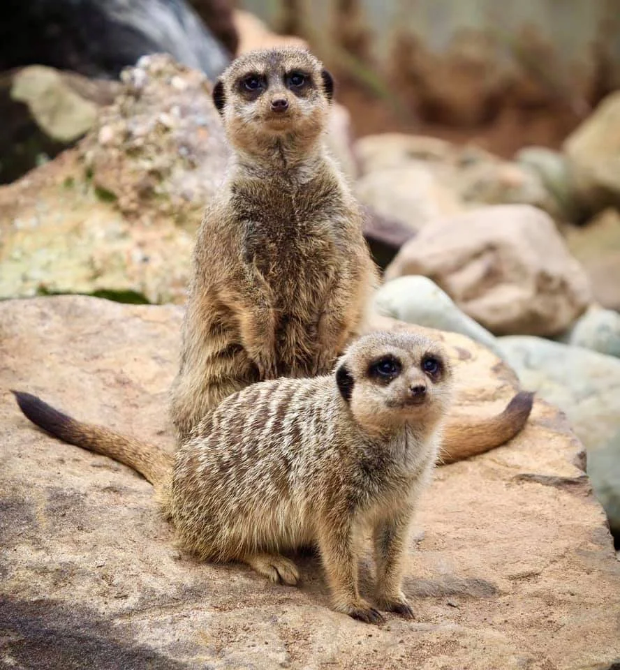 Pair of Meerkats at Zambi Wildlife Retreat 