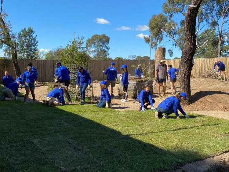 Group of volunteers in blue shirts planting grass and shrubs in a backyard with a wooden fence and trees.