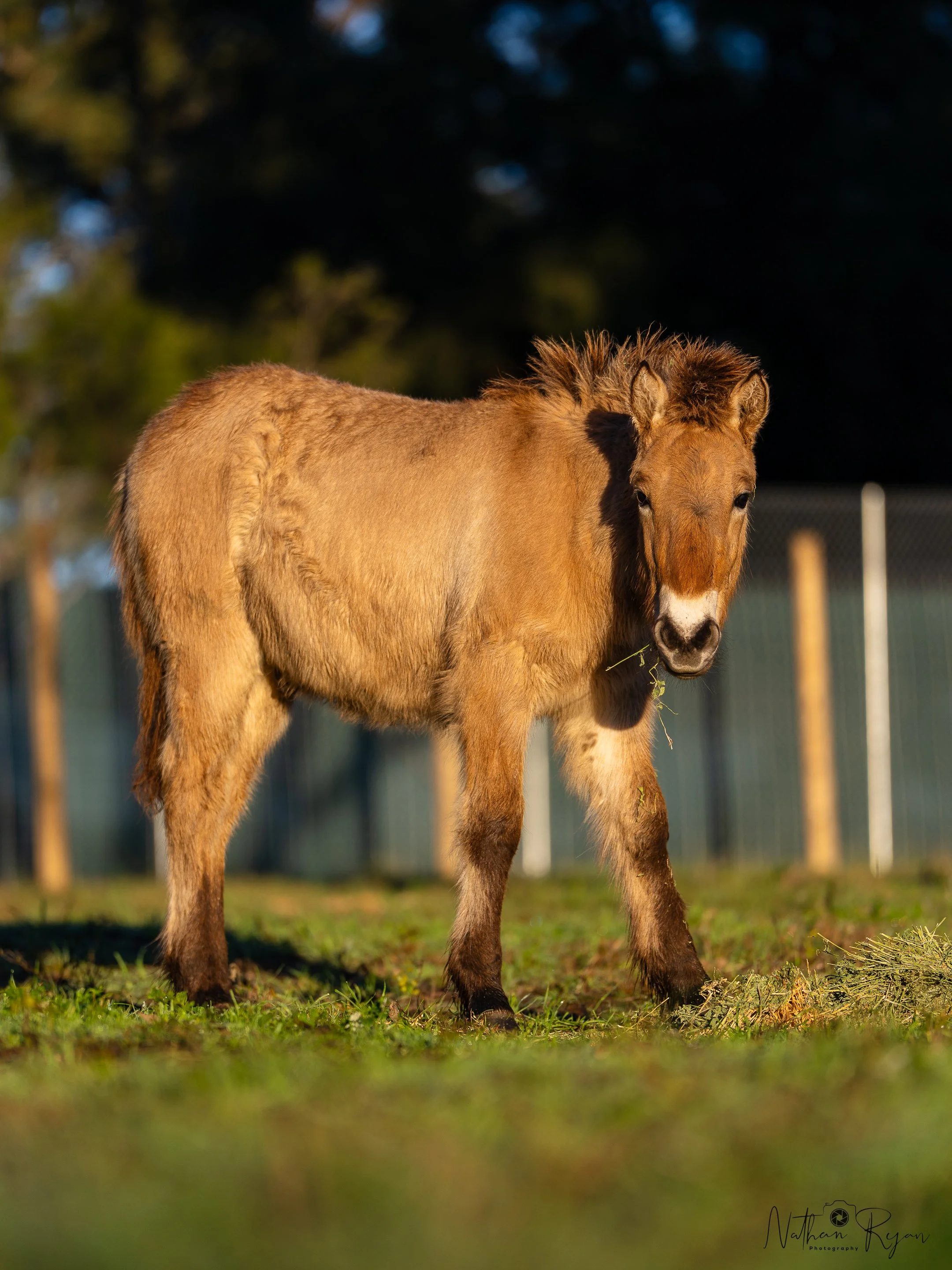 A young light brown horse standing on a grassy field with trees in the background.