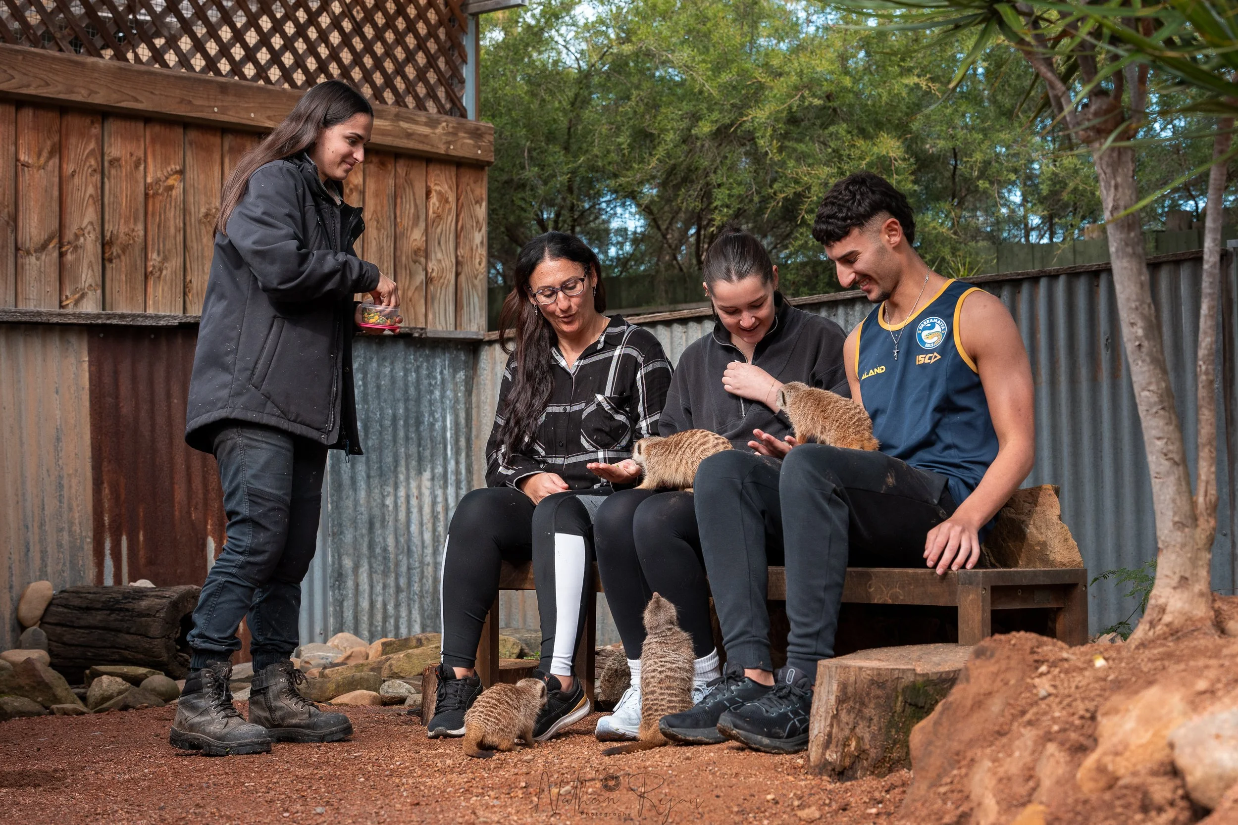 meerkat encounter at zambi wildlife retreat