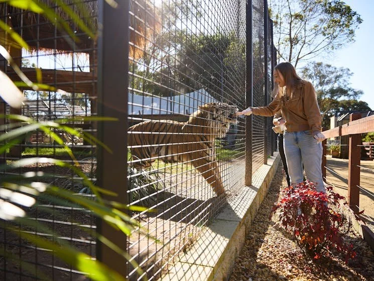 Tiger encounter at ZAMBI Wildlife Retreat