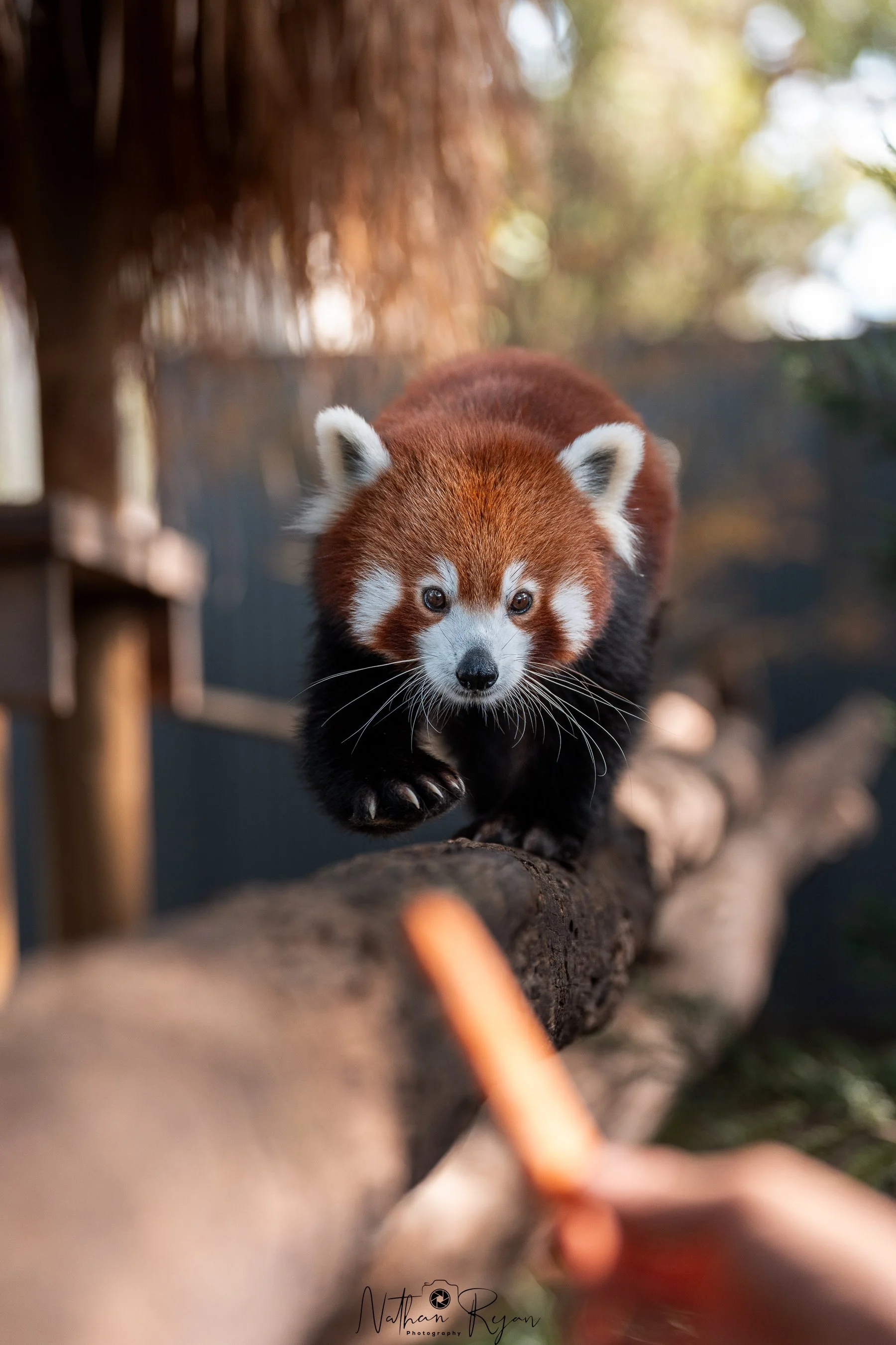 Red Panda conservation animal at ZAMBI Wildlife Retreat Sydney