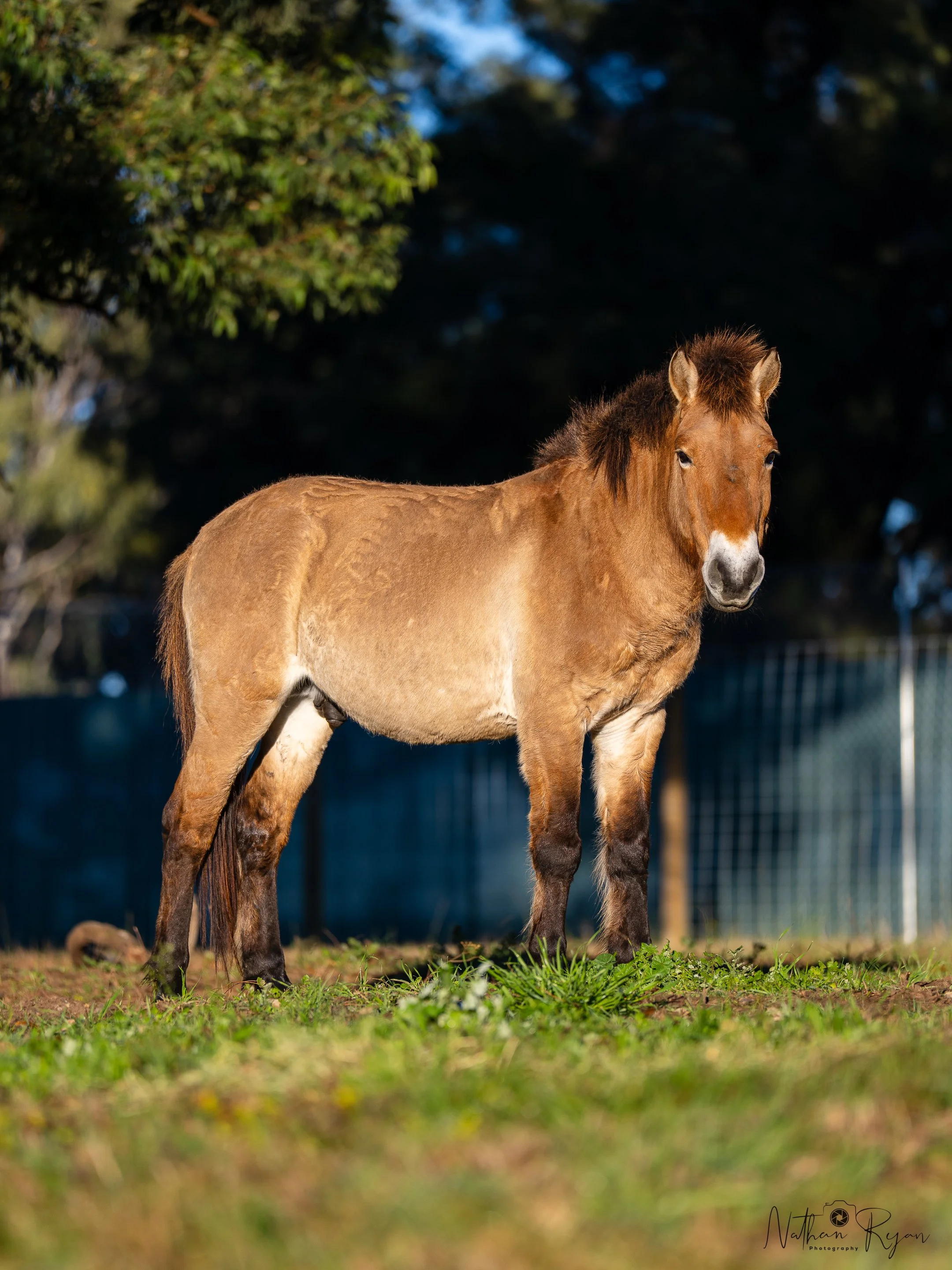 Przewalski’s horse stallion in conservation program