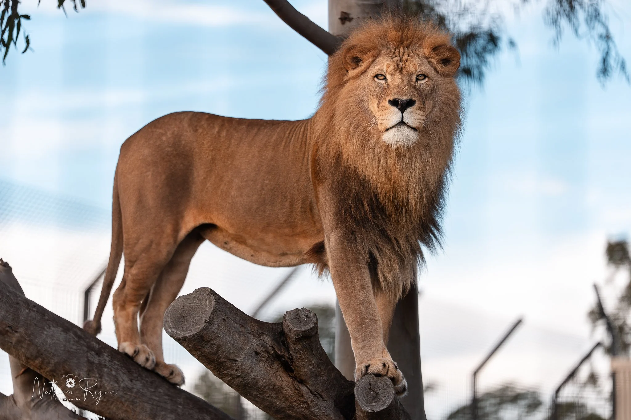 Lion resting in naturalistic habitat at ZAMBI Wildlife Retreat