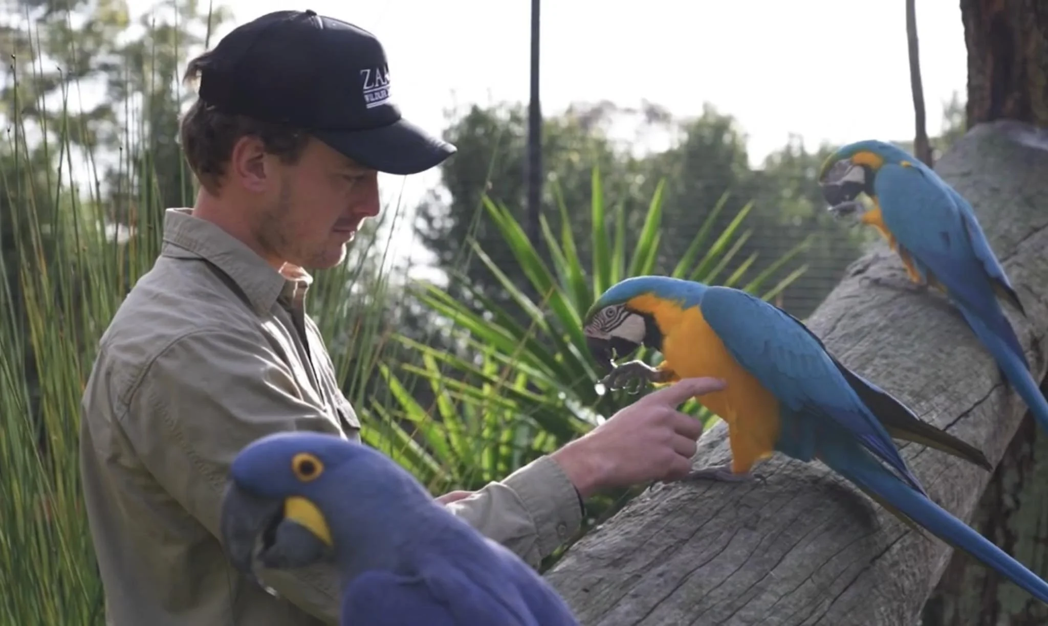 A person feeding and interacting with three colorful macaws on a log outdoors.