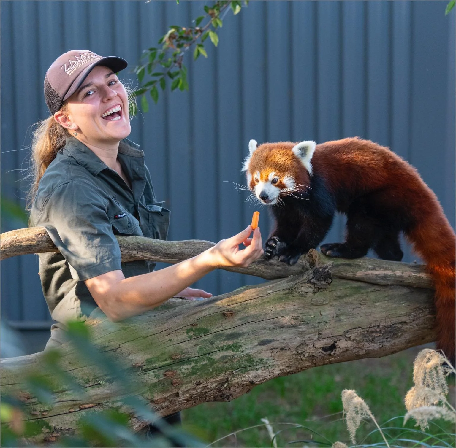 Keeper caring for sanctuary animals at ZAMBI