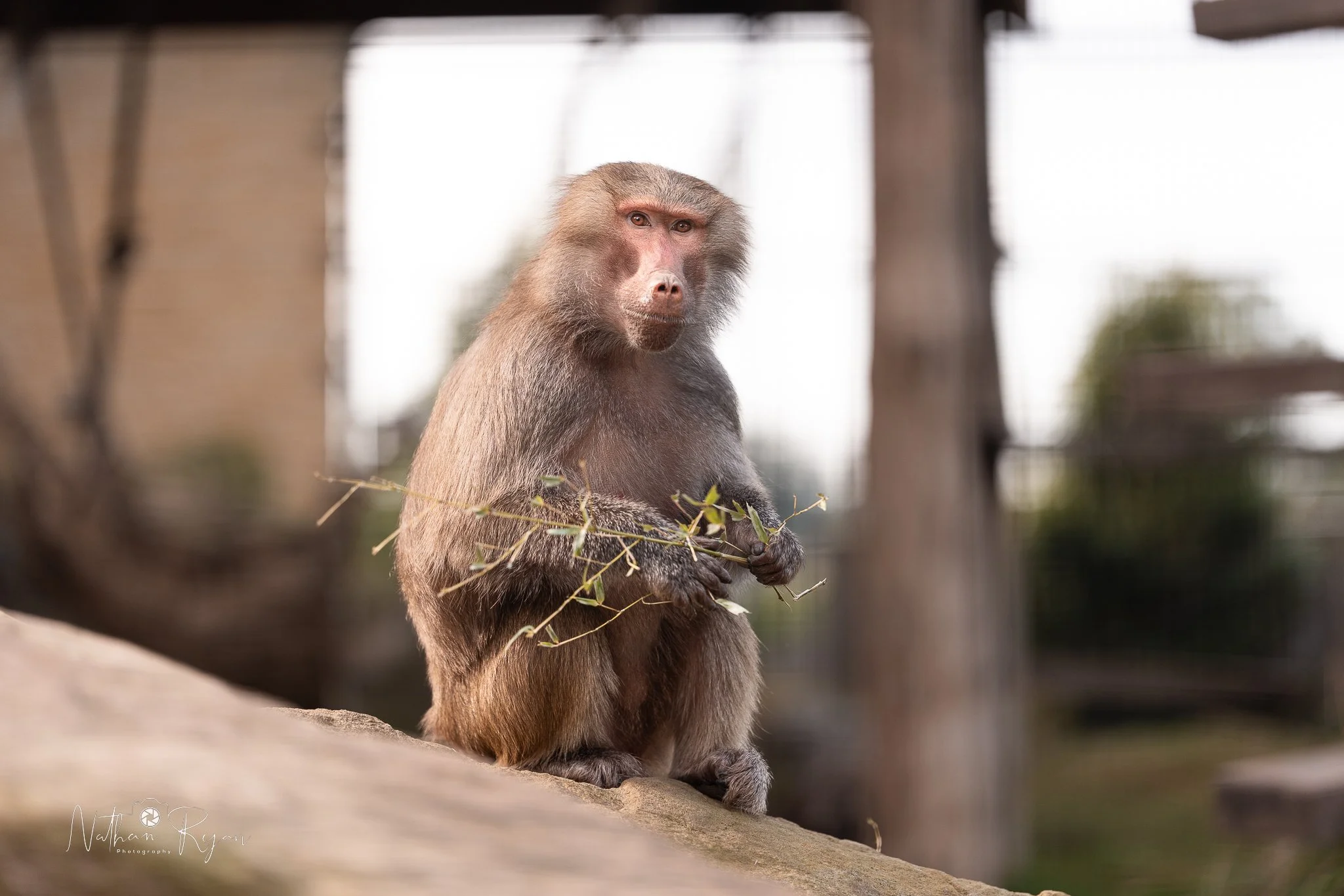 A baboon sitting outdoors on a rock, holding a small branch with leaves, looking at the camera with a curious expression.