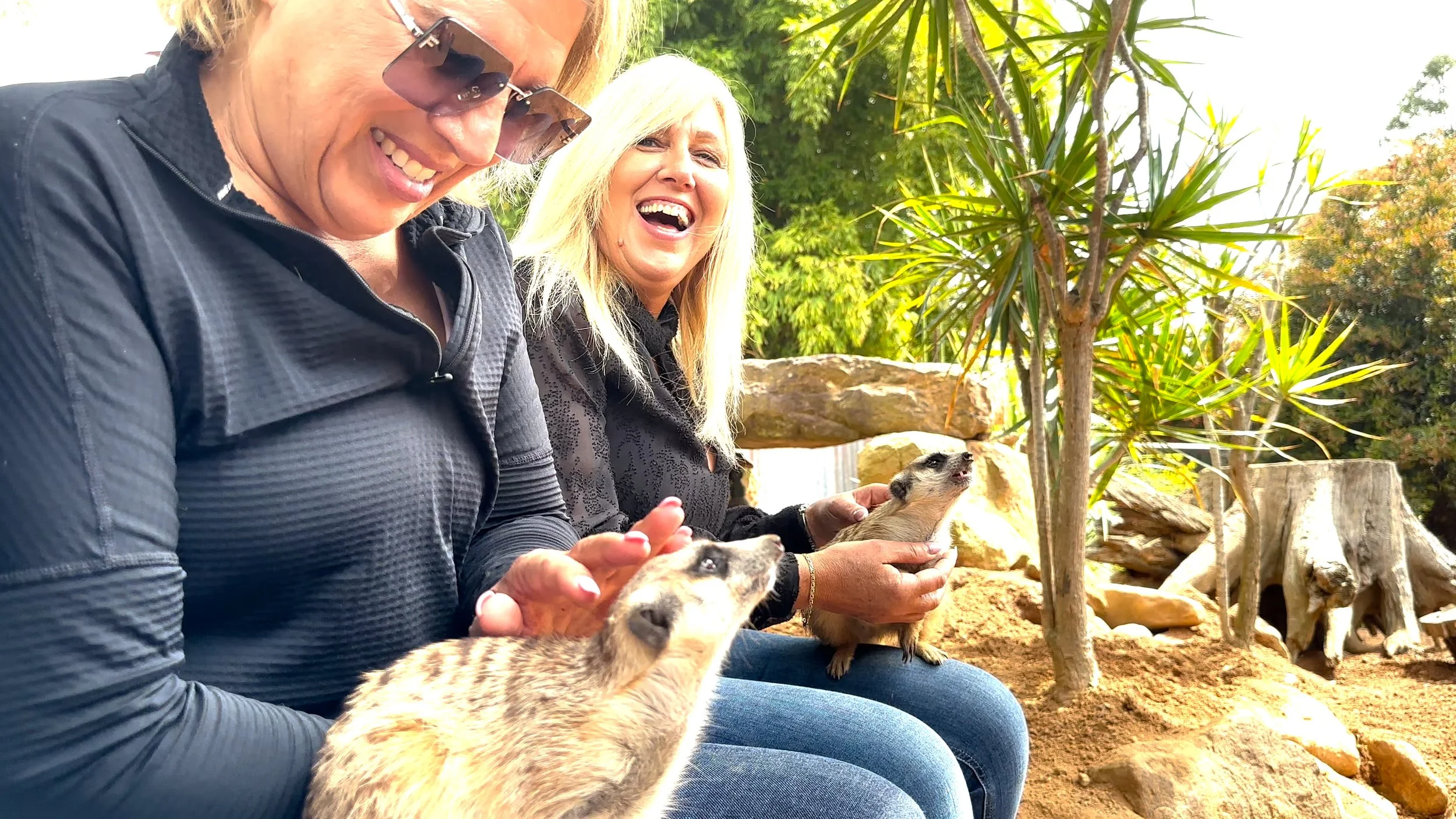 Meerkat encounter.jpg