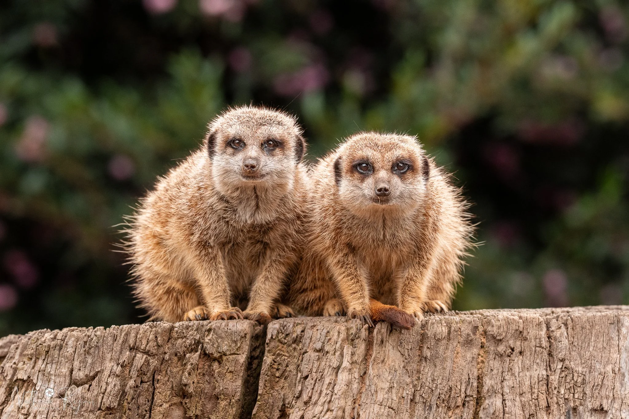 Two meerkats sitting on a tree stump at Zambi wildlife retreat