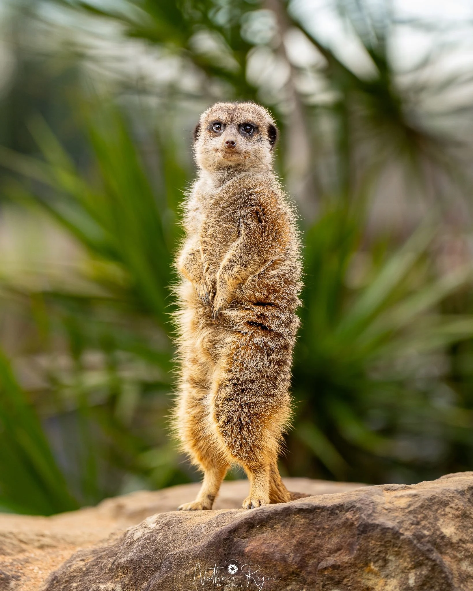 meerkat.jpeg