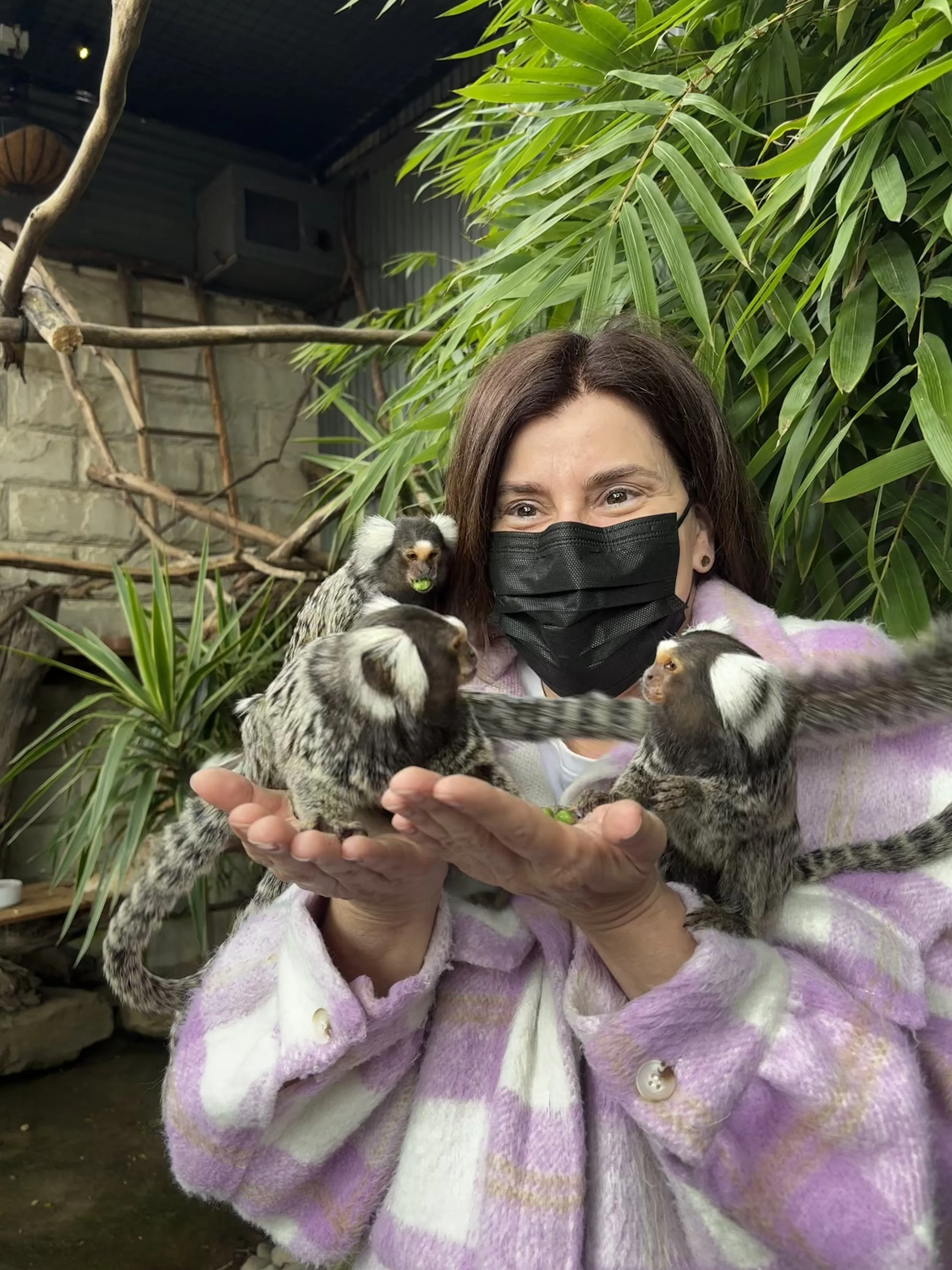 Tiger lilly with a common Marmoset at Zambi Wildlife Retreat