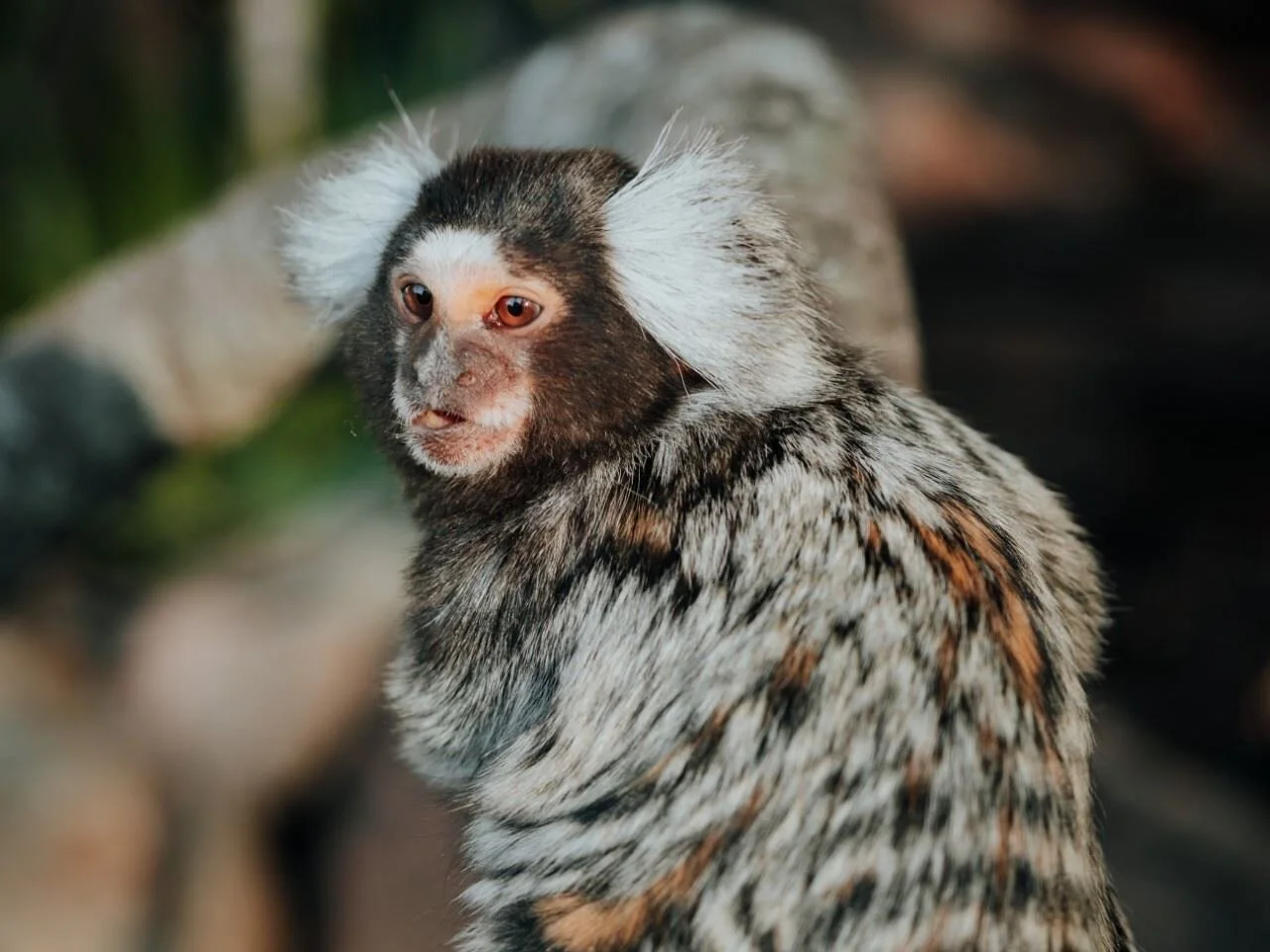 Close-up of a black and white marmoset monkey at zambi wildlife retreat