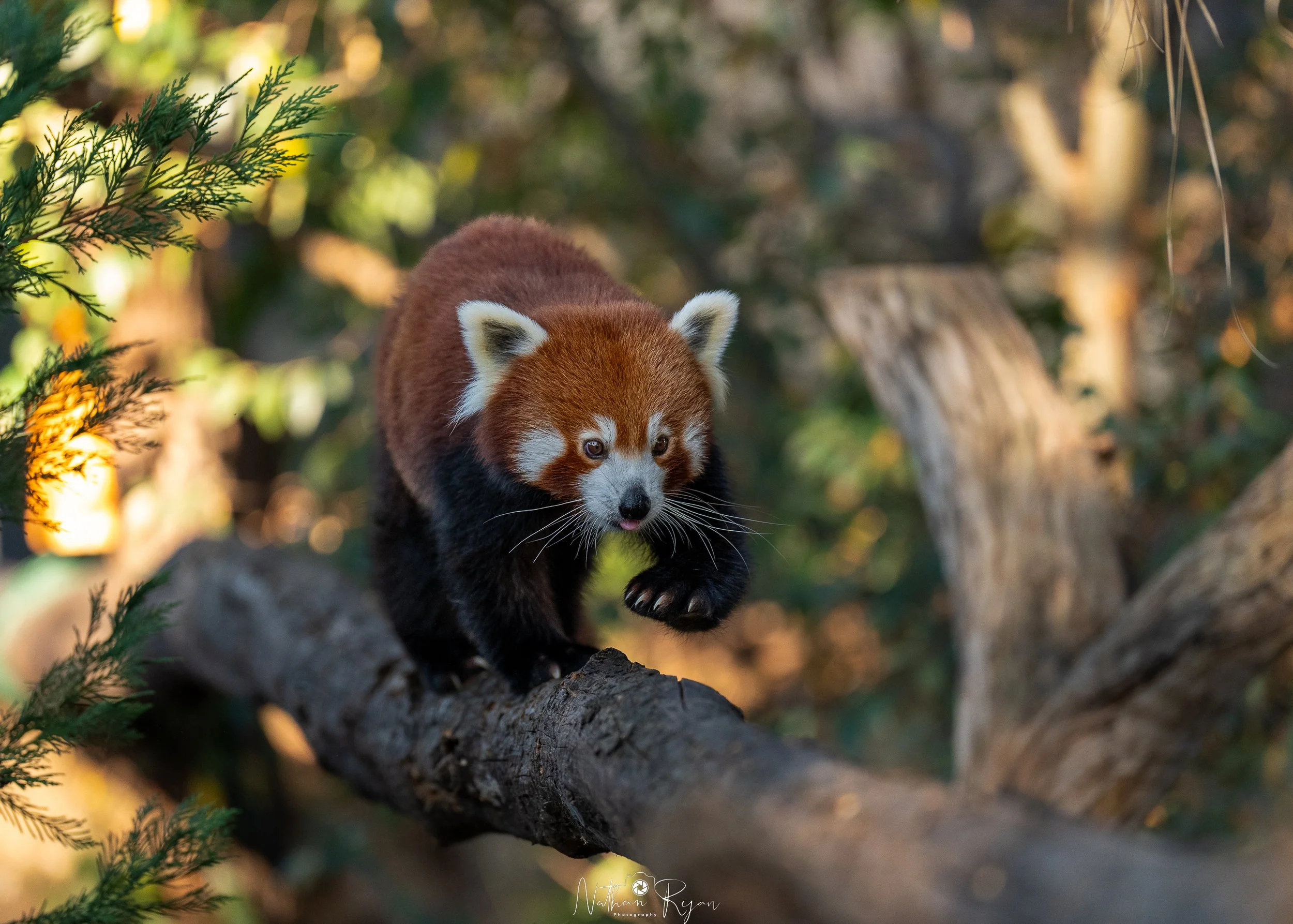 Red Panda climbing in sanctuary enclosure at ZAMBI