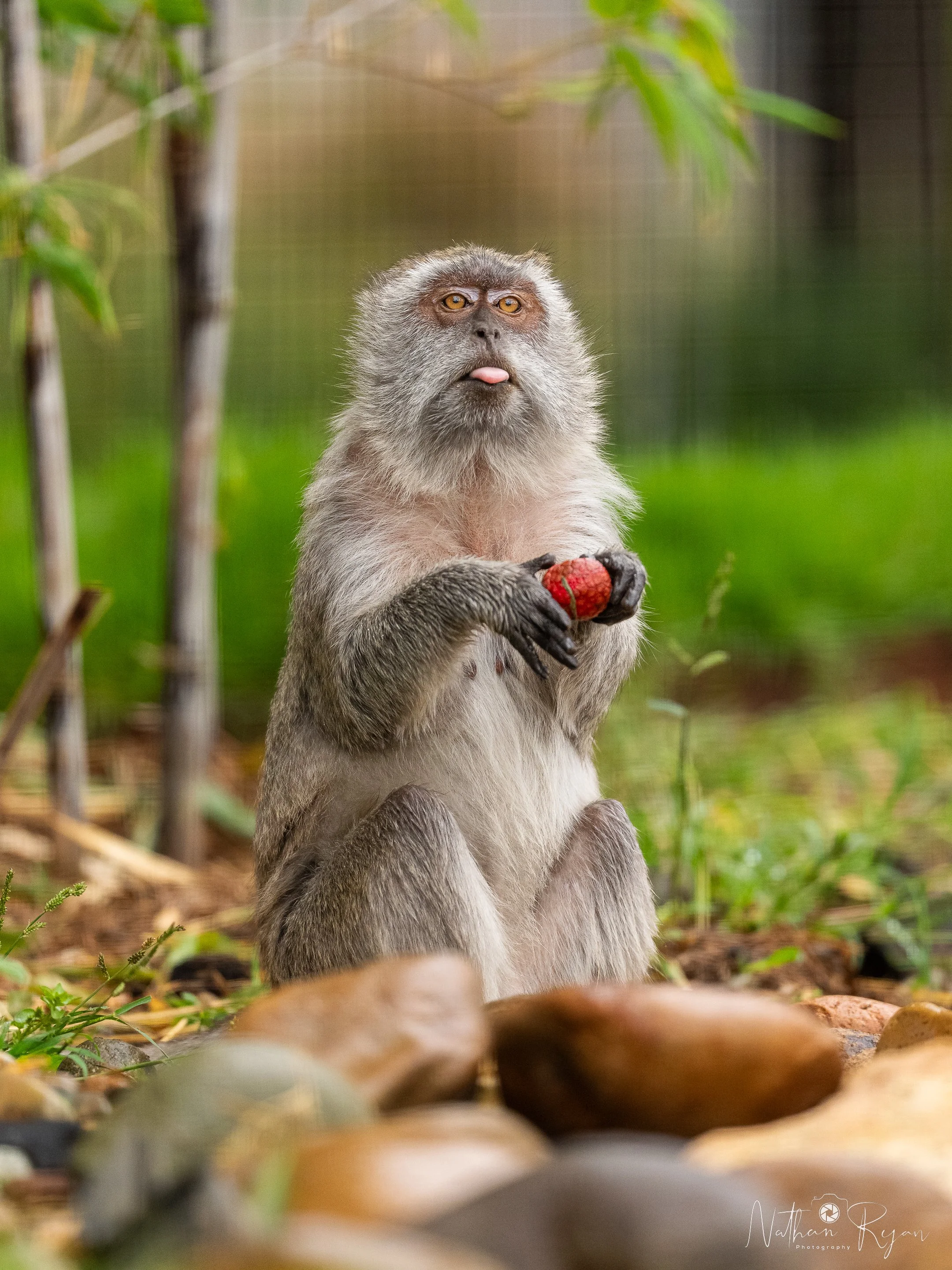 Long‑Tailed Macaque observing surroundings at ZAMBI Wildlife Retreat