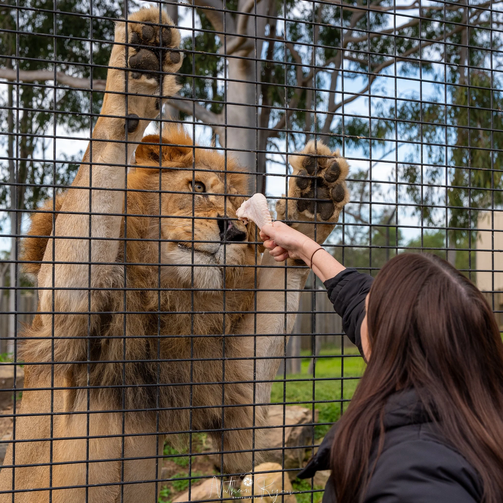 Lion encounter at Zambi Wildlife Retreat