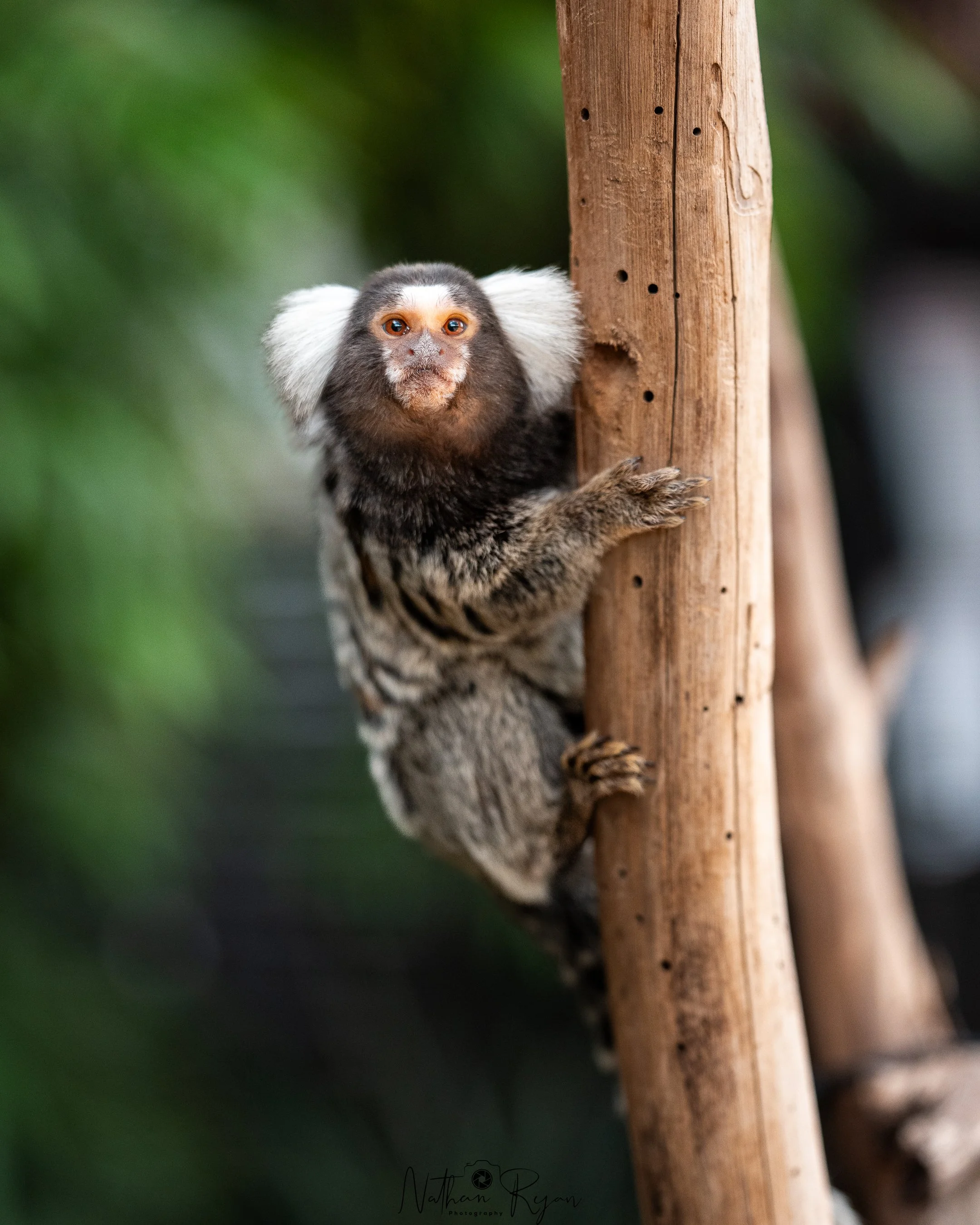Marmoset climbing branch at ZAMBI Wildlife Retreat