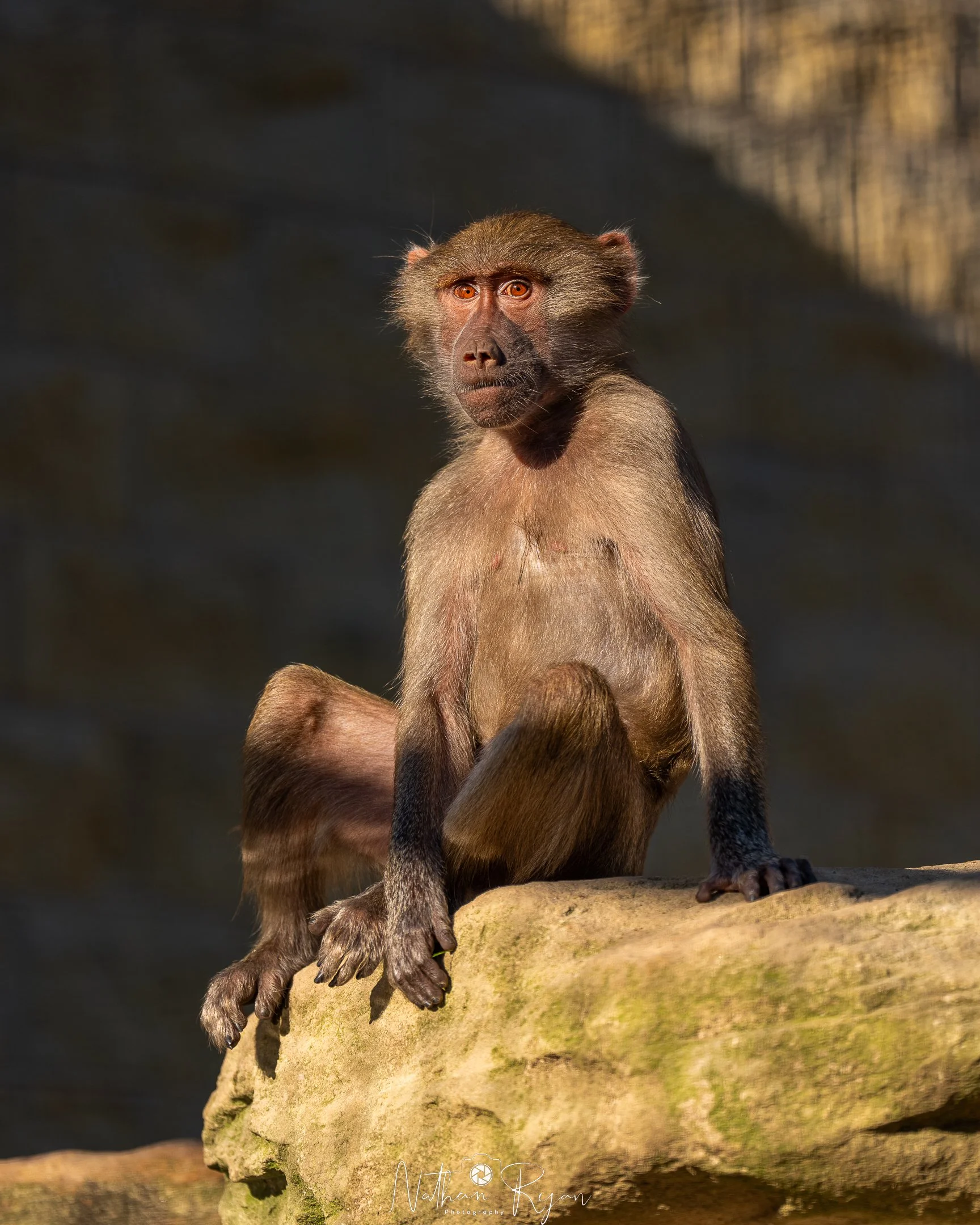 A monkey with reddish-brown fur sitting on a rock, looking directly at the camera with a serious expression, orange eyes, and dark background.