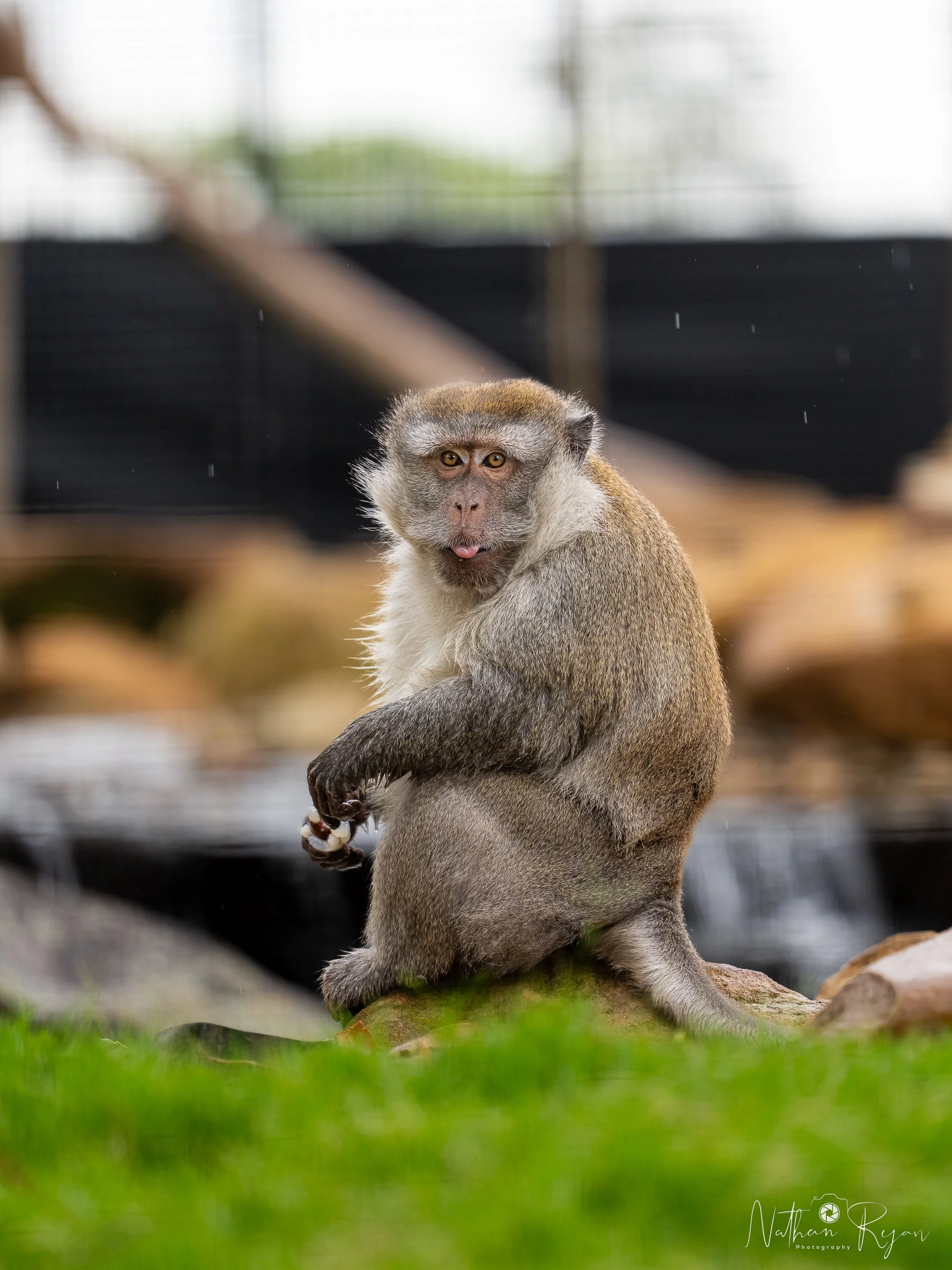 Long‑Tailed Macaque observing surroundings at ZAMBI Wildlife Retreat