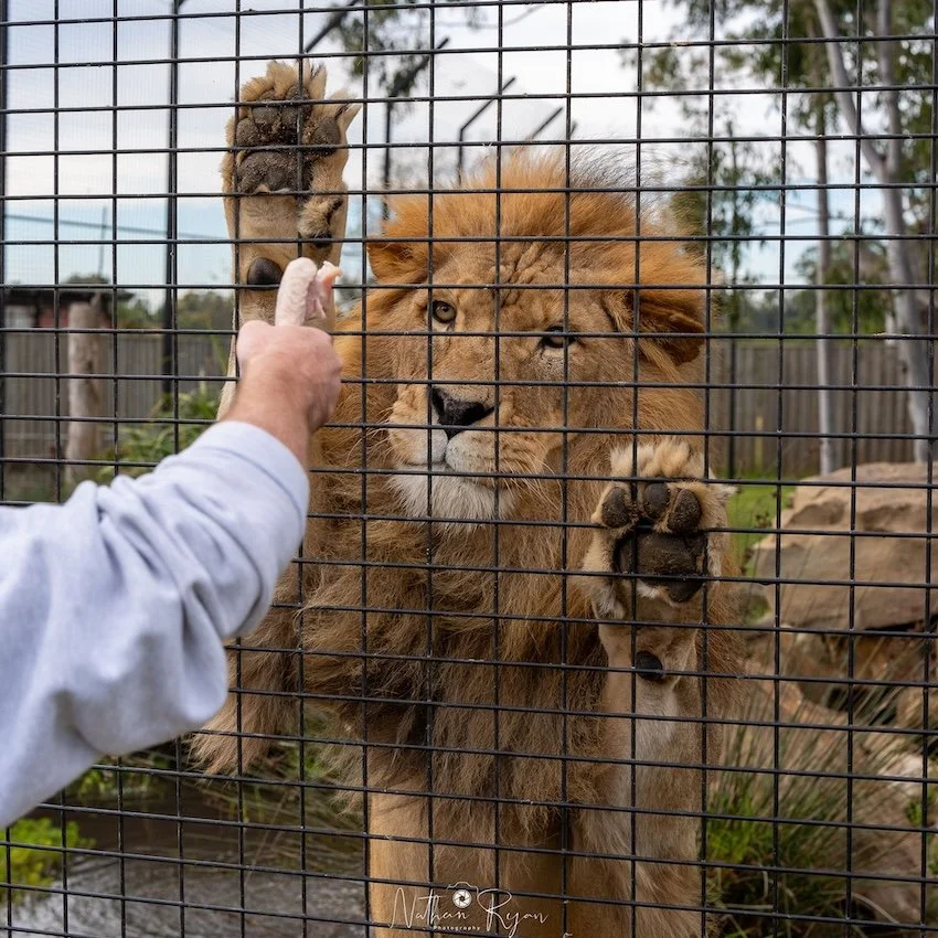Lion encounter at ZAMBI Wildlife Retreat