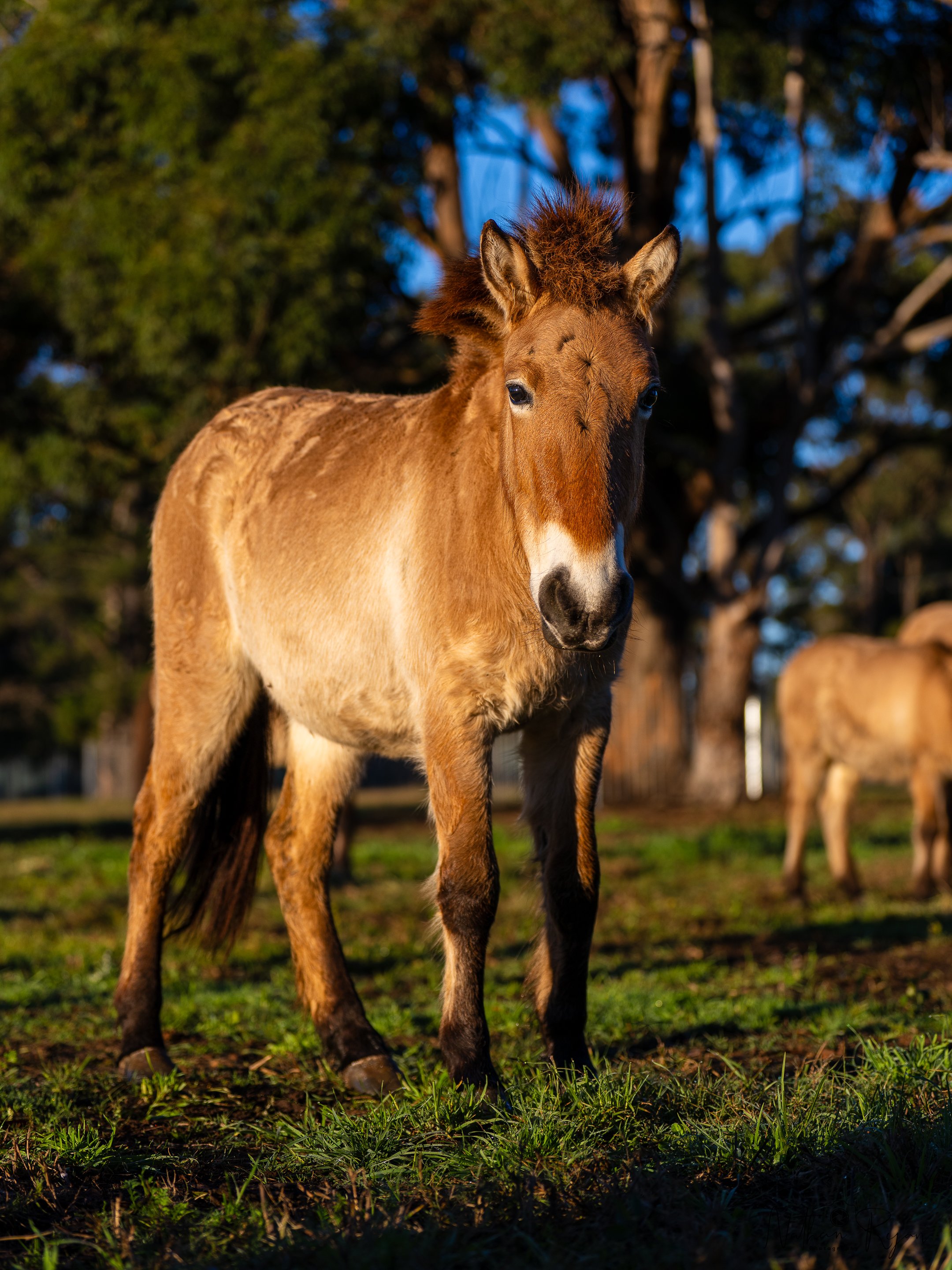Przewalski’s horse mare in conservation program