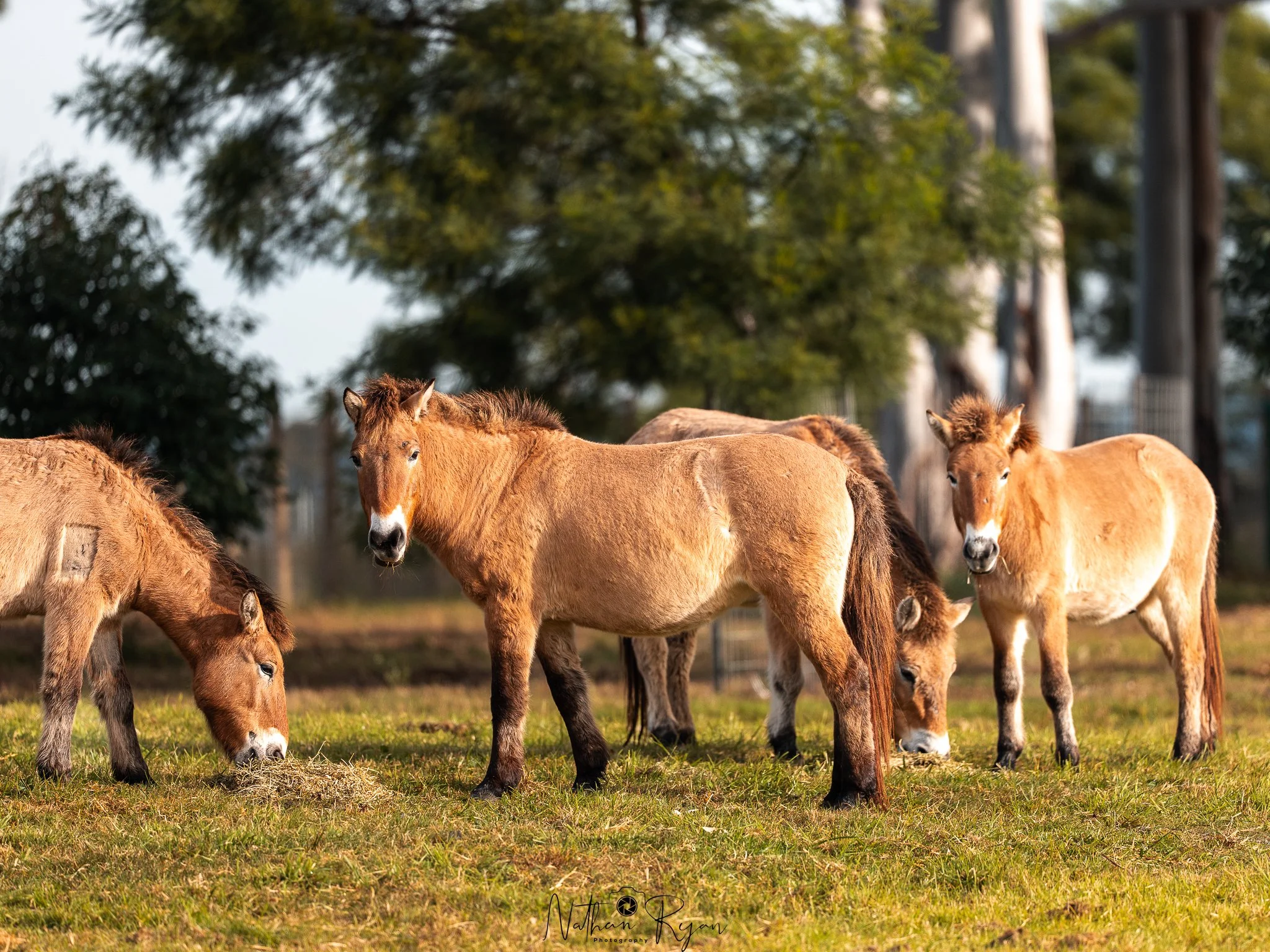 Przewalski’s horse conservation project at ZAMBI Wildlife Retreat