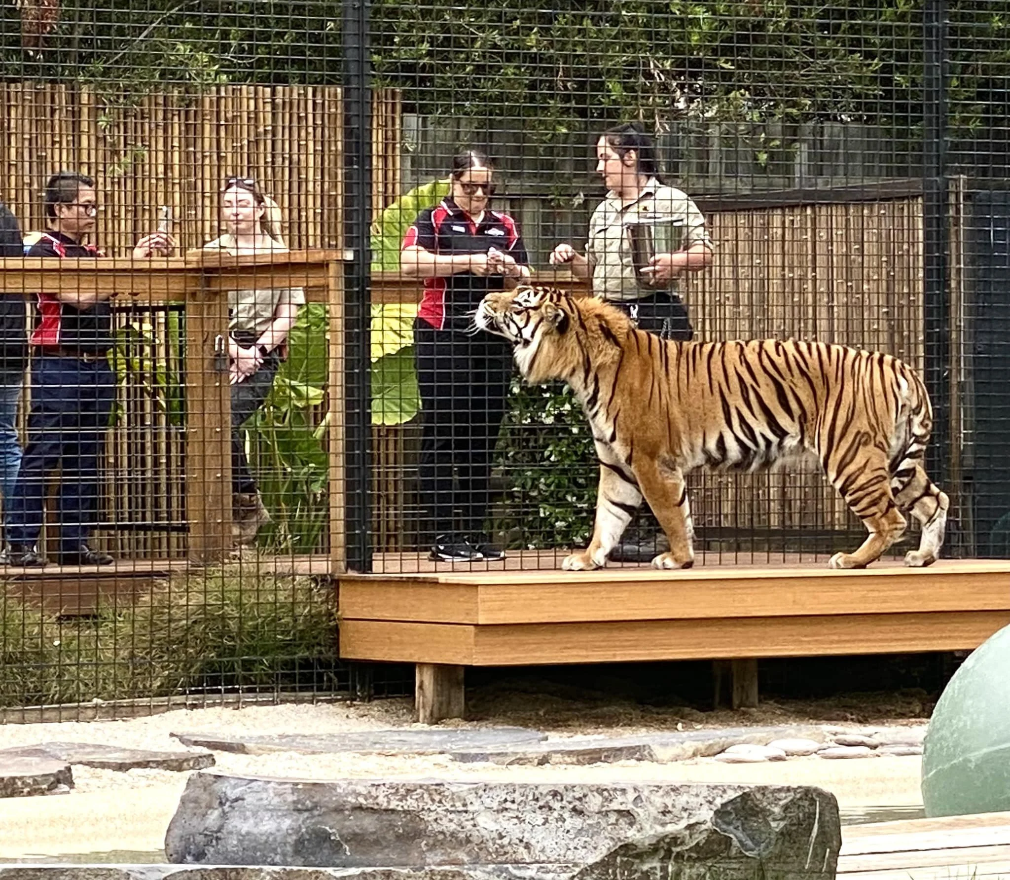 Tiger at Zambi Wildlife Retreat at Big Cat encounter