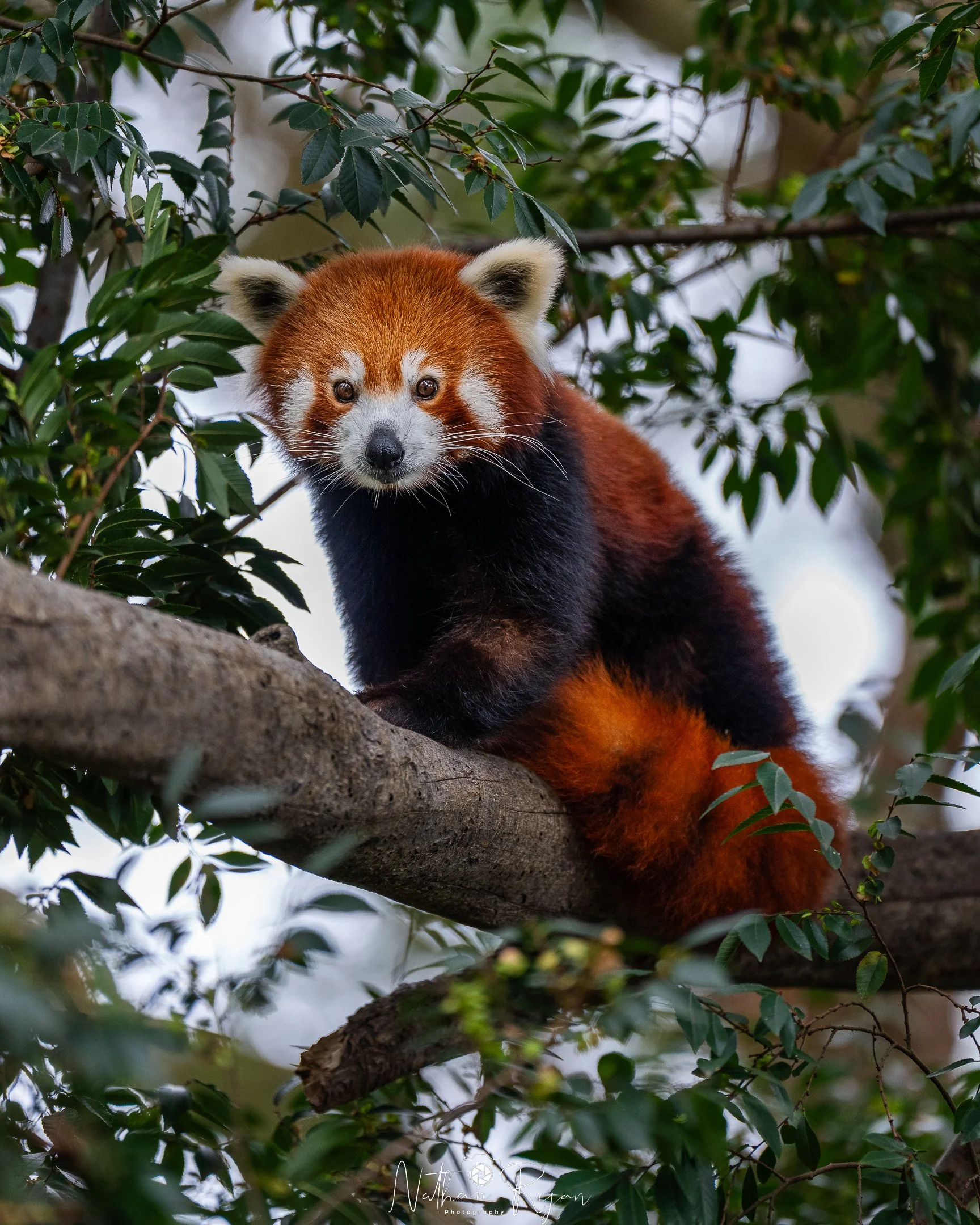 Red panda Phinju in tree canopy