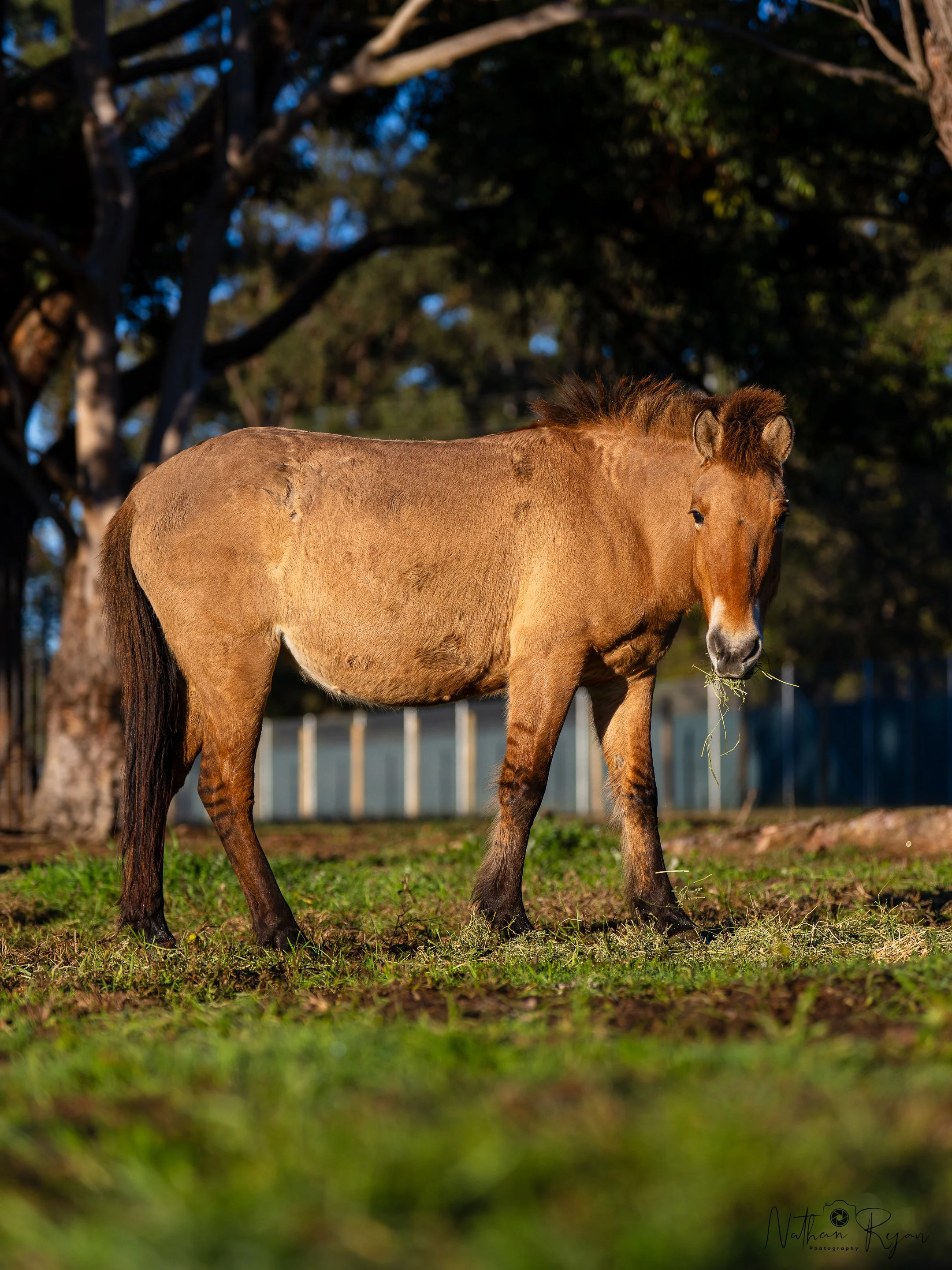 Przewalski’s horse mare in conservation program