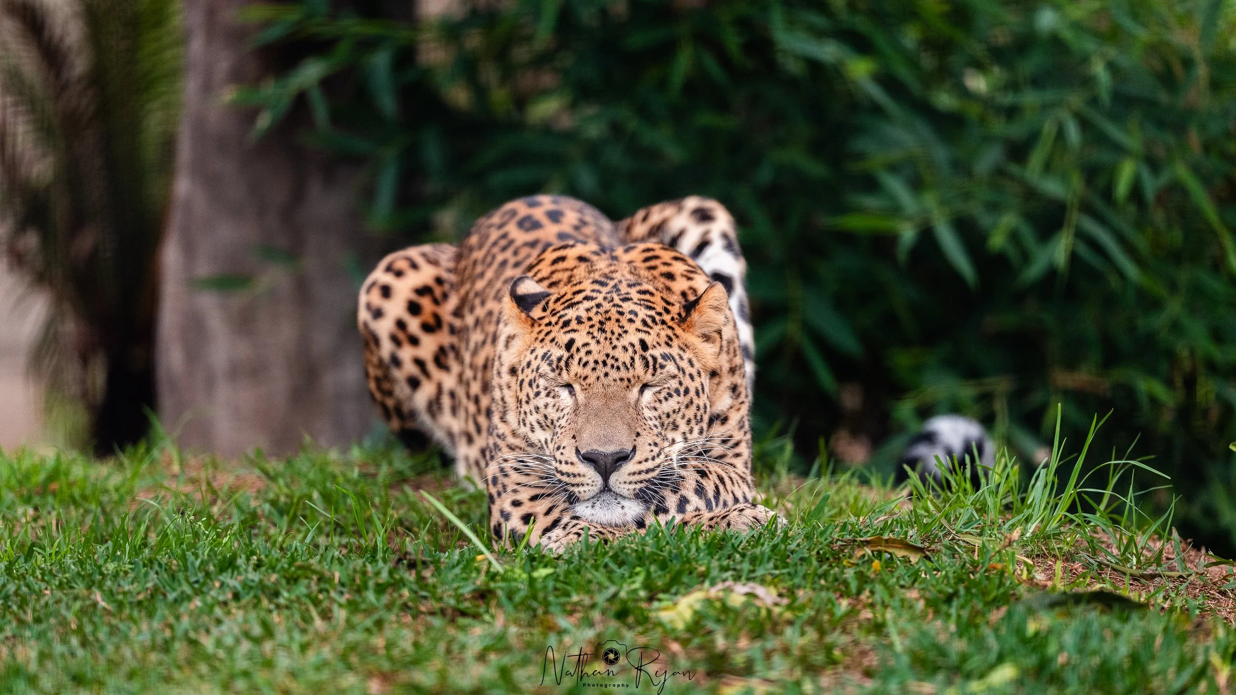 Phoenix the Sri Lankan Leopard resting at ZAMBI Wildlife Retreat