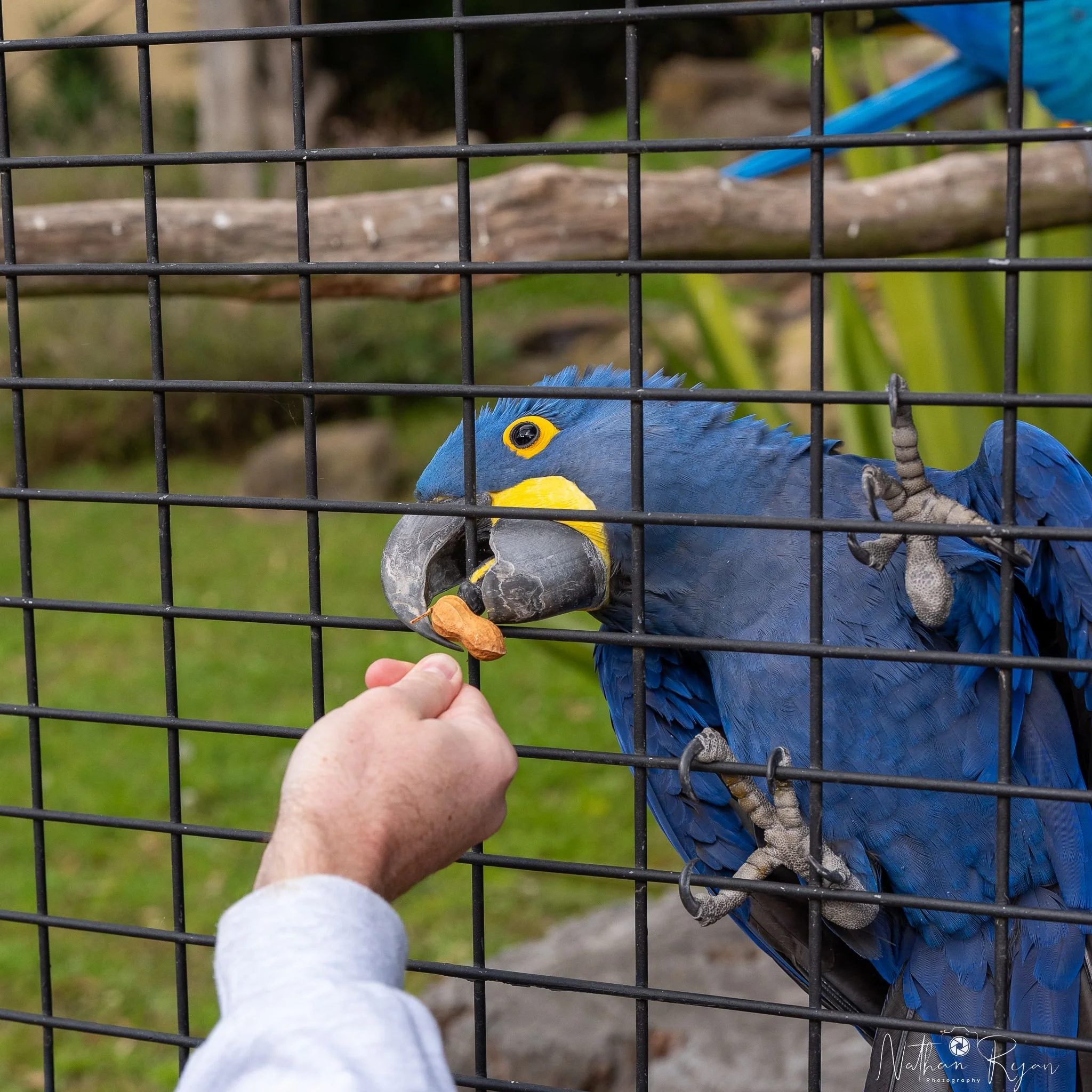 blue macaw feeding.jpeg