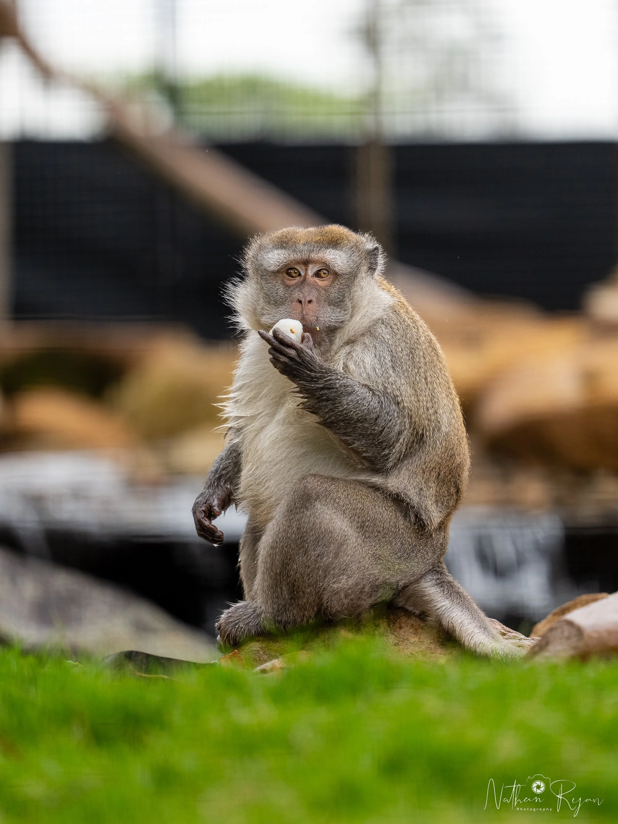 Long‑Tailed Macaque observing surroundings at ZAMBI Wildlife Retreat