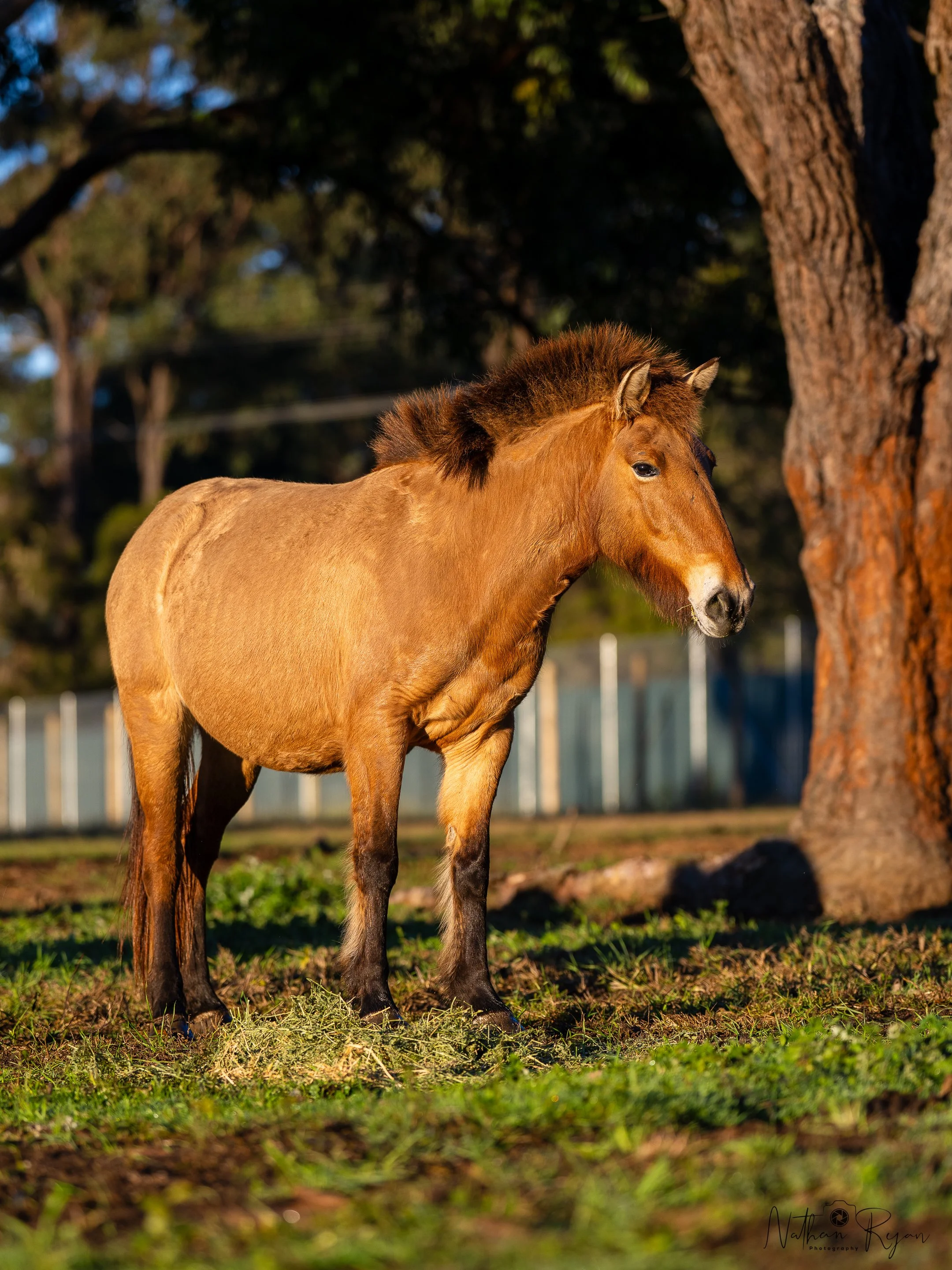 Przewalski’s horse mare in conservation program