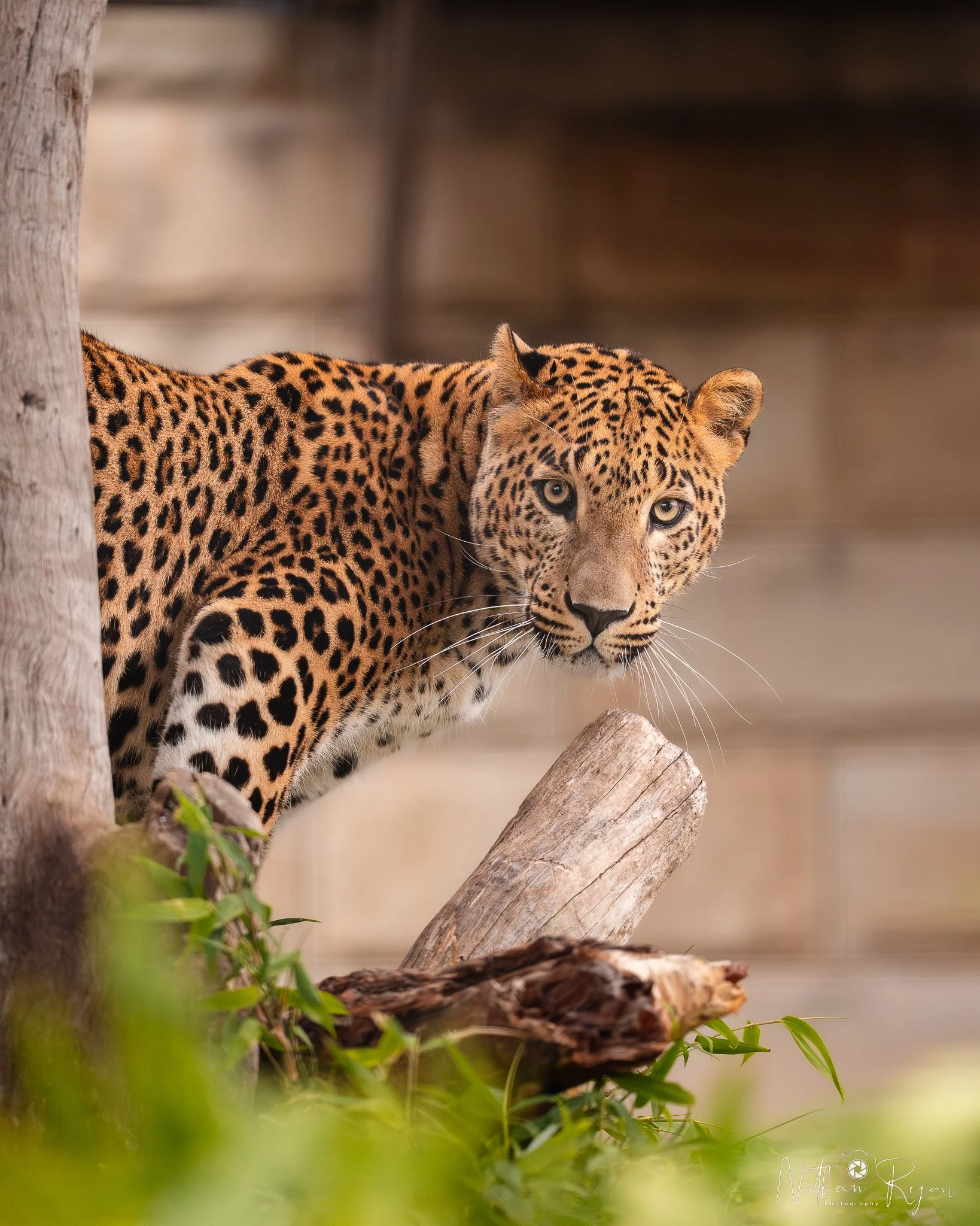 Sri Lankan leopard Phoenix resting on platform