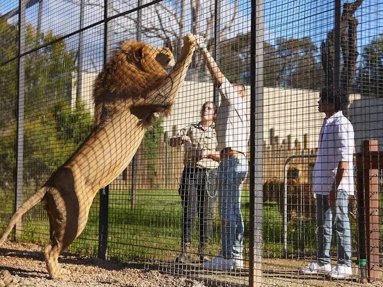 Lion Zambi and Tiger at Zambi Wildlife Retreat